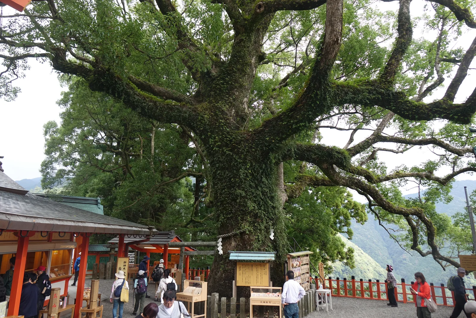 和歌山縣指定天然記念物「那智の樟」，樹幹爬滿苔與蔓草，粗大的分枝橫著伸出去，樹下是授与所與繪馬掛