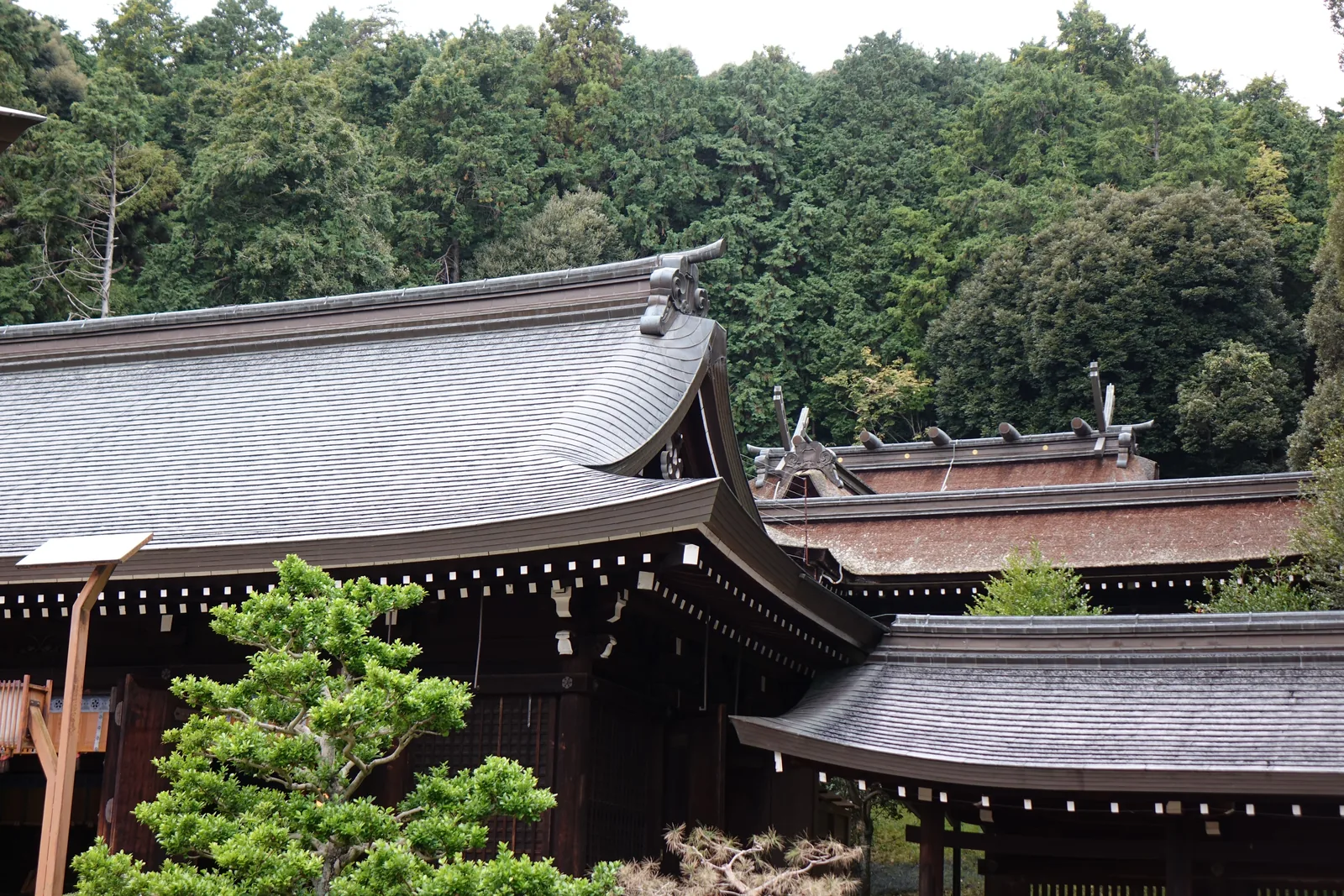 近江神宮社殿群的屋根層層相疊，後方棟上可見交叉的千木