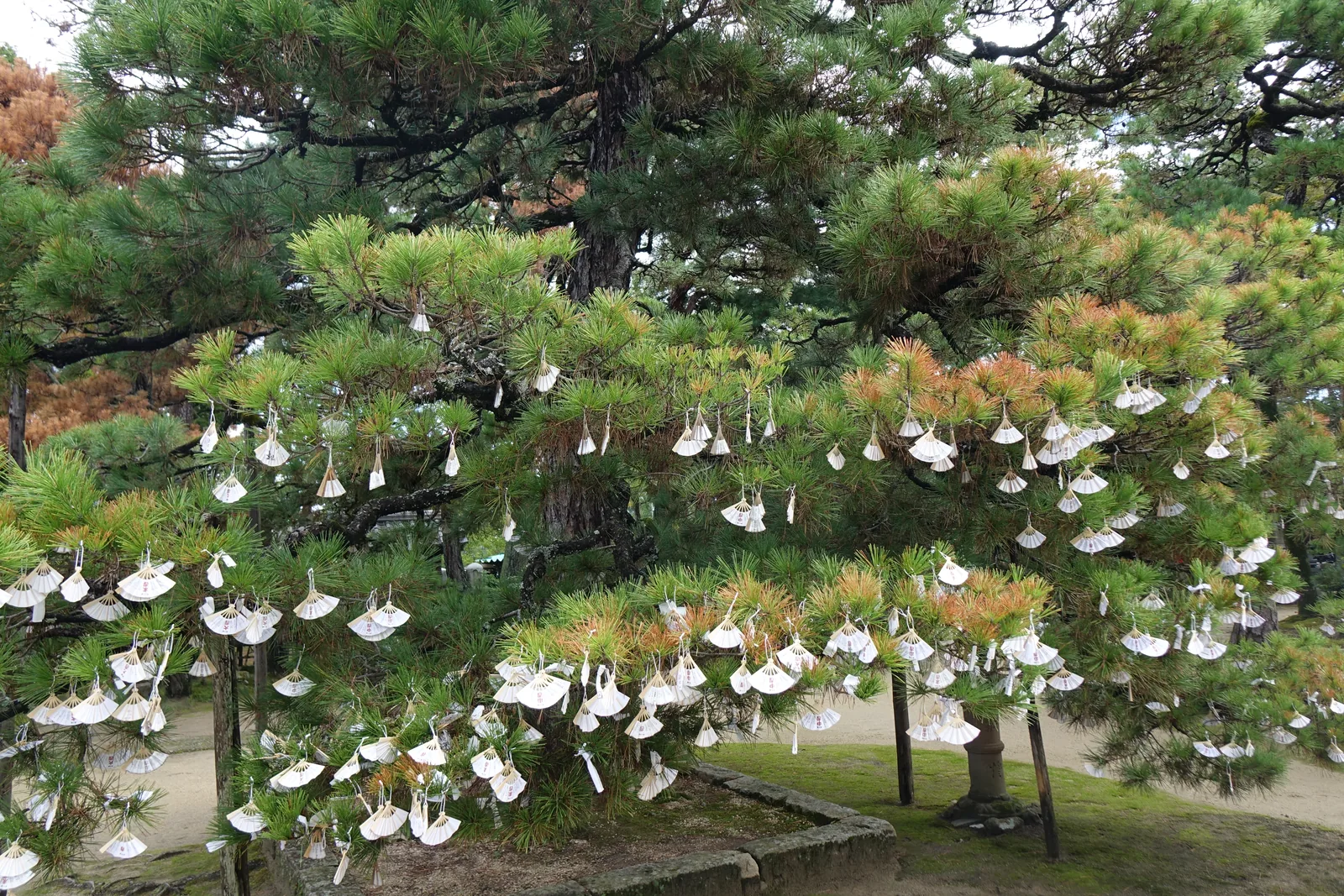 智恩寺境內的松樹上結滿白色的扇子形籤：すえひろ扇子おみくじ，一枝枝垂在松針之間像開了花
