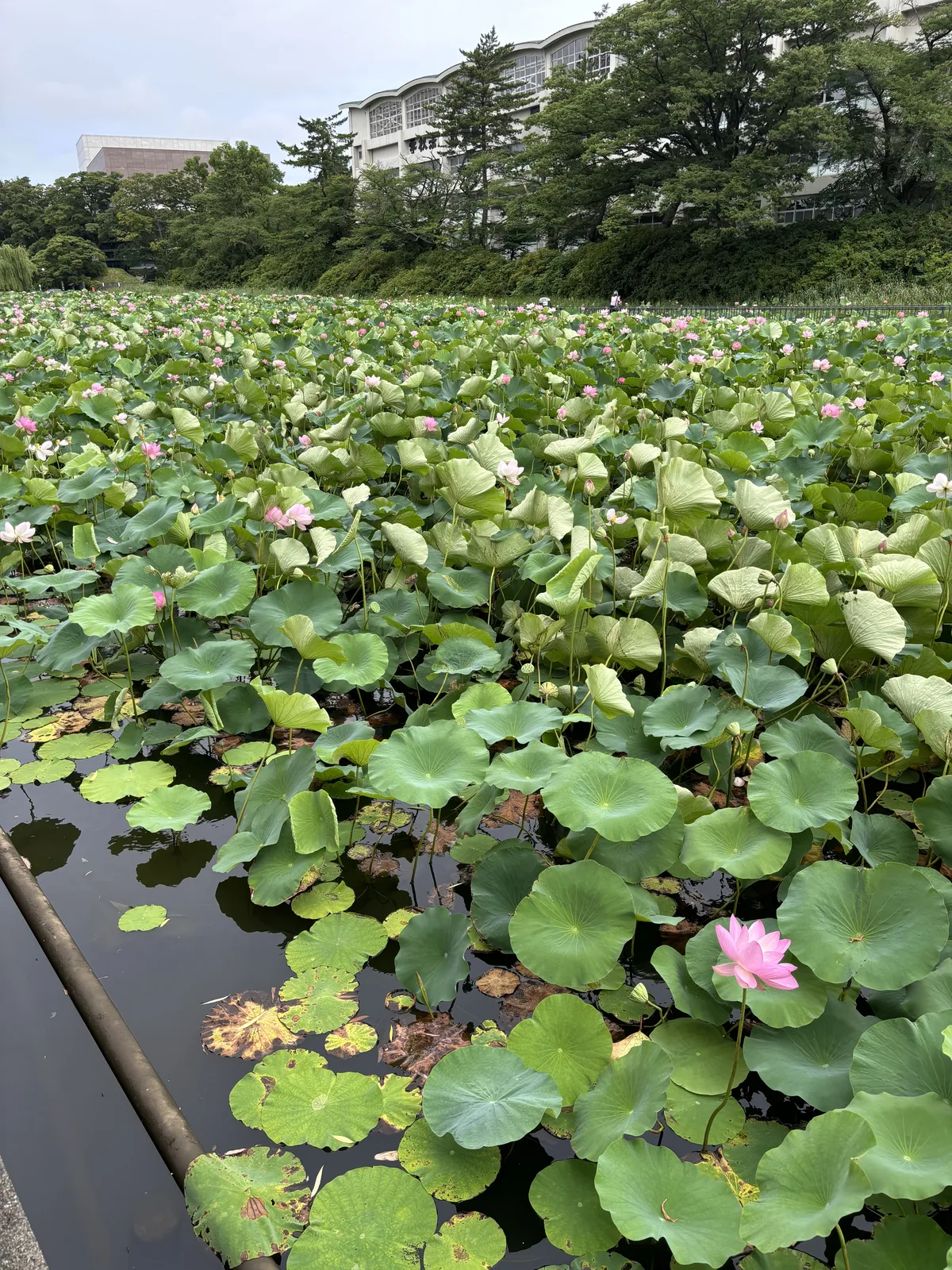 護城河的整片水面被蓮葉覆蓋，葉間開著粉紅色的花。近景的水邊有幾株倒伏的葉，中景是一整片連續的綠，遠景是公園的樹林與後方的集合住宅。天空是陰的。