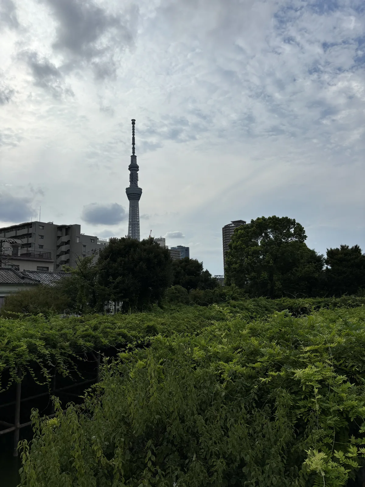 池畔的藤棚，八月只剩滿架的葉。棚架沿池鋪開，後方是晴空塔與市街的屋頂。官方記境內有五十株以上的藤。