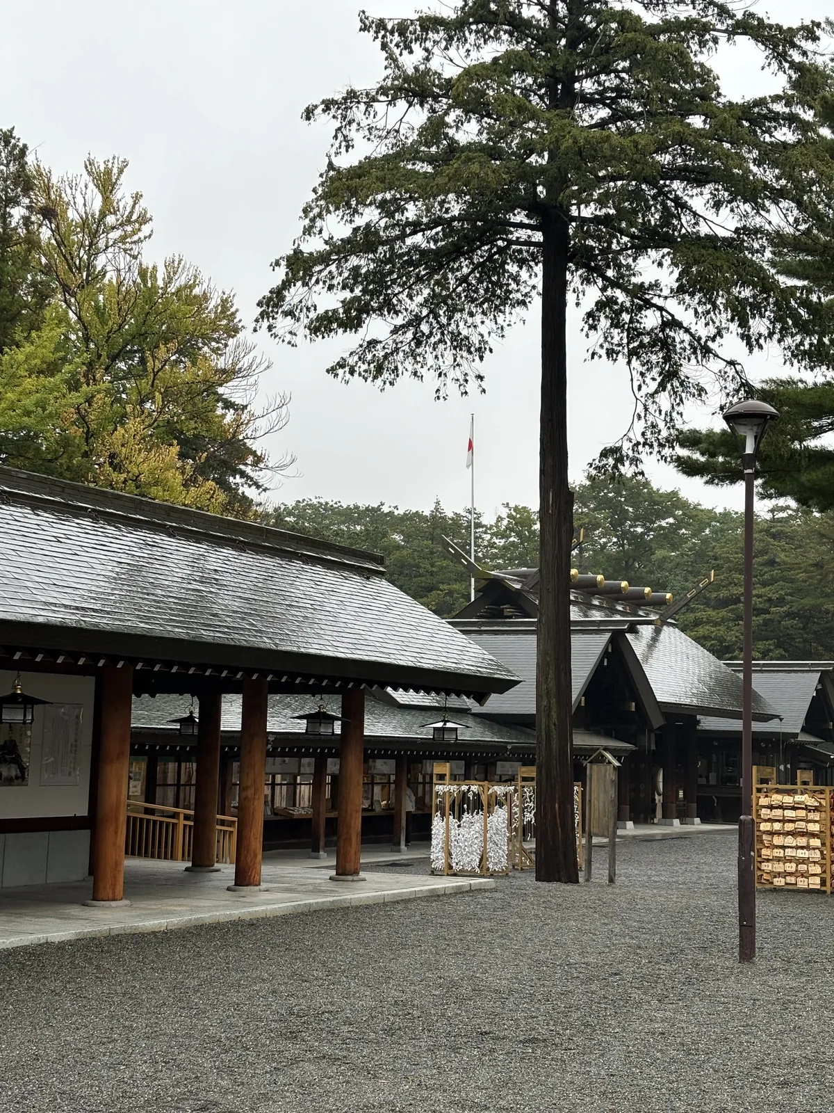 北海道神宮回廊底下的結籤處與繪馬掛，中央一根粗大的樹幹長在中庭裡