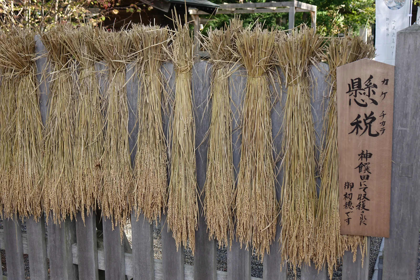 旭川神社木柵欄上一整排懸著的稻穗近景，旁邊立著杉木札墨書「懸税」