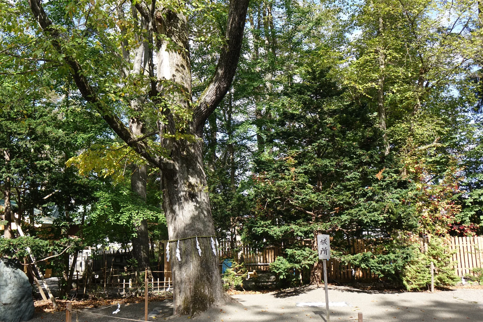 旭川神社境內的大樹，粗幹上綁著注連繩，四周以木柵圍護