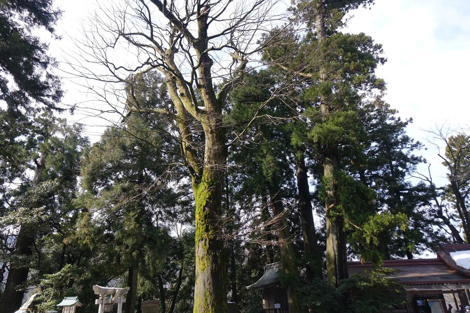 白山比咩神社境內的杉，樹幹下半段包著厚苔，樹梢在很高的地方才張開