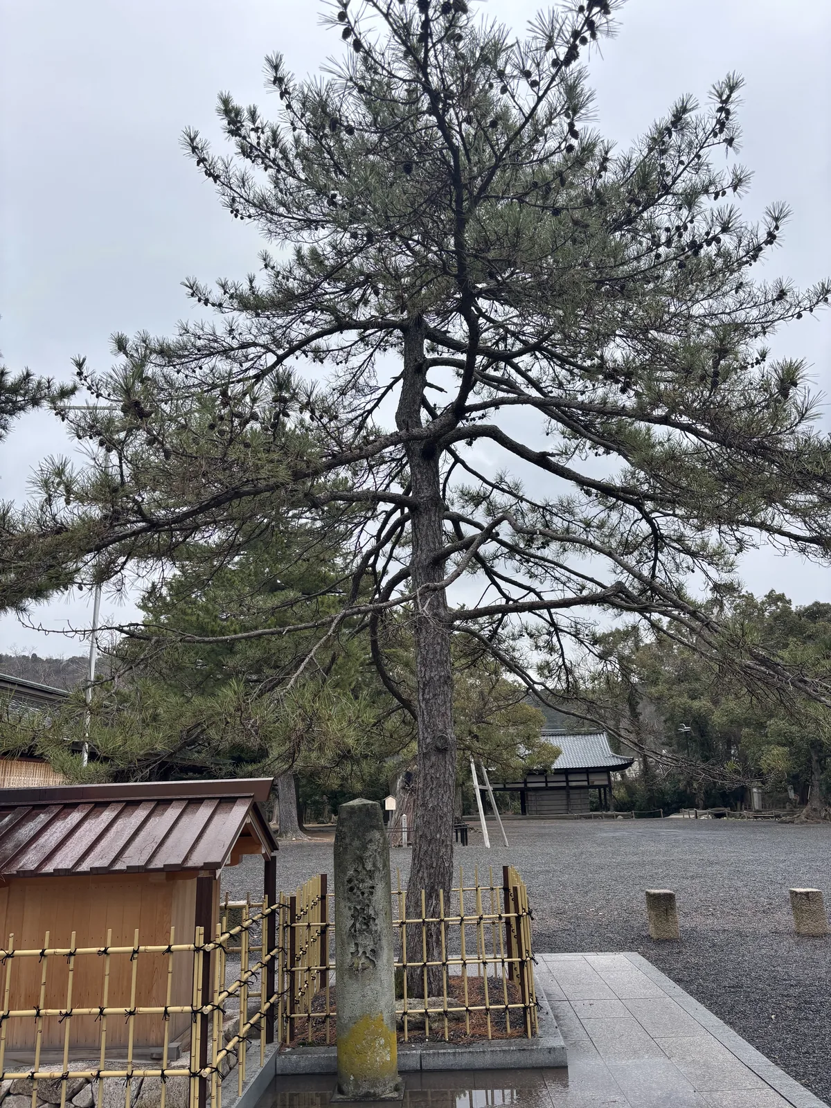 氣比神宮中鳥居前的黑松，四周圍著竹垣，前面立一支風化的石標