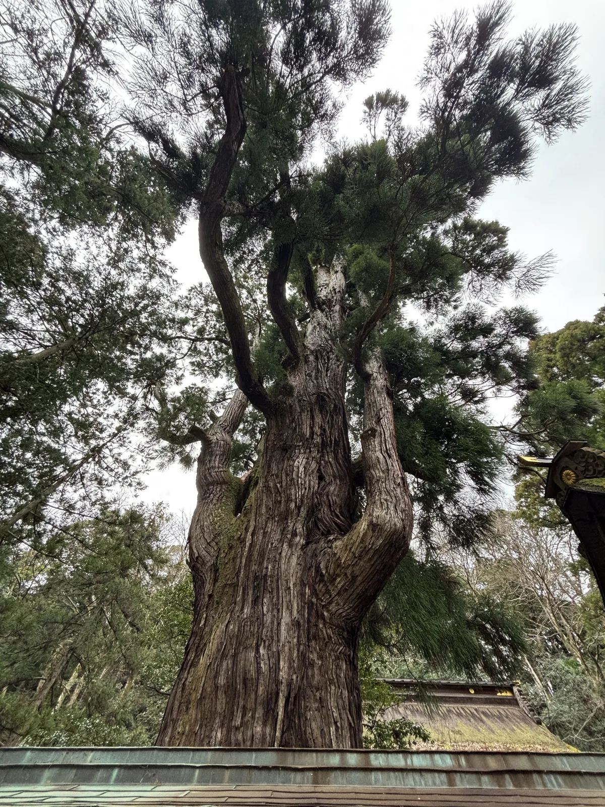 若狹姬神社的御神木千年杉，幹身大幅扭轉後在上部分成兩股