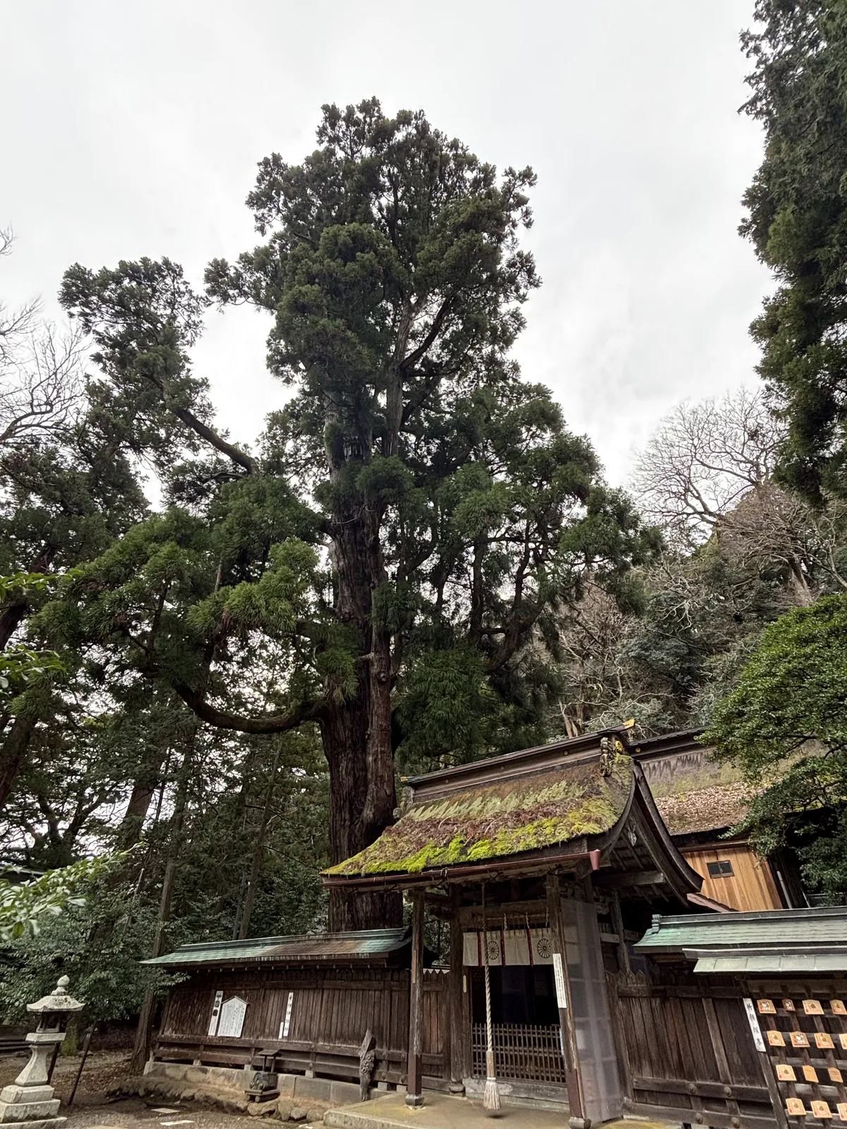 若狹姬神社社殿的側面與背後的大杉群，屋頂的苔與板壁的木色幾乎同色系