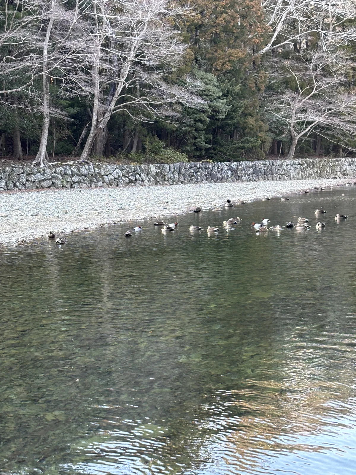 砂洲上的水鳥