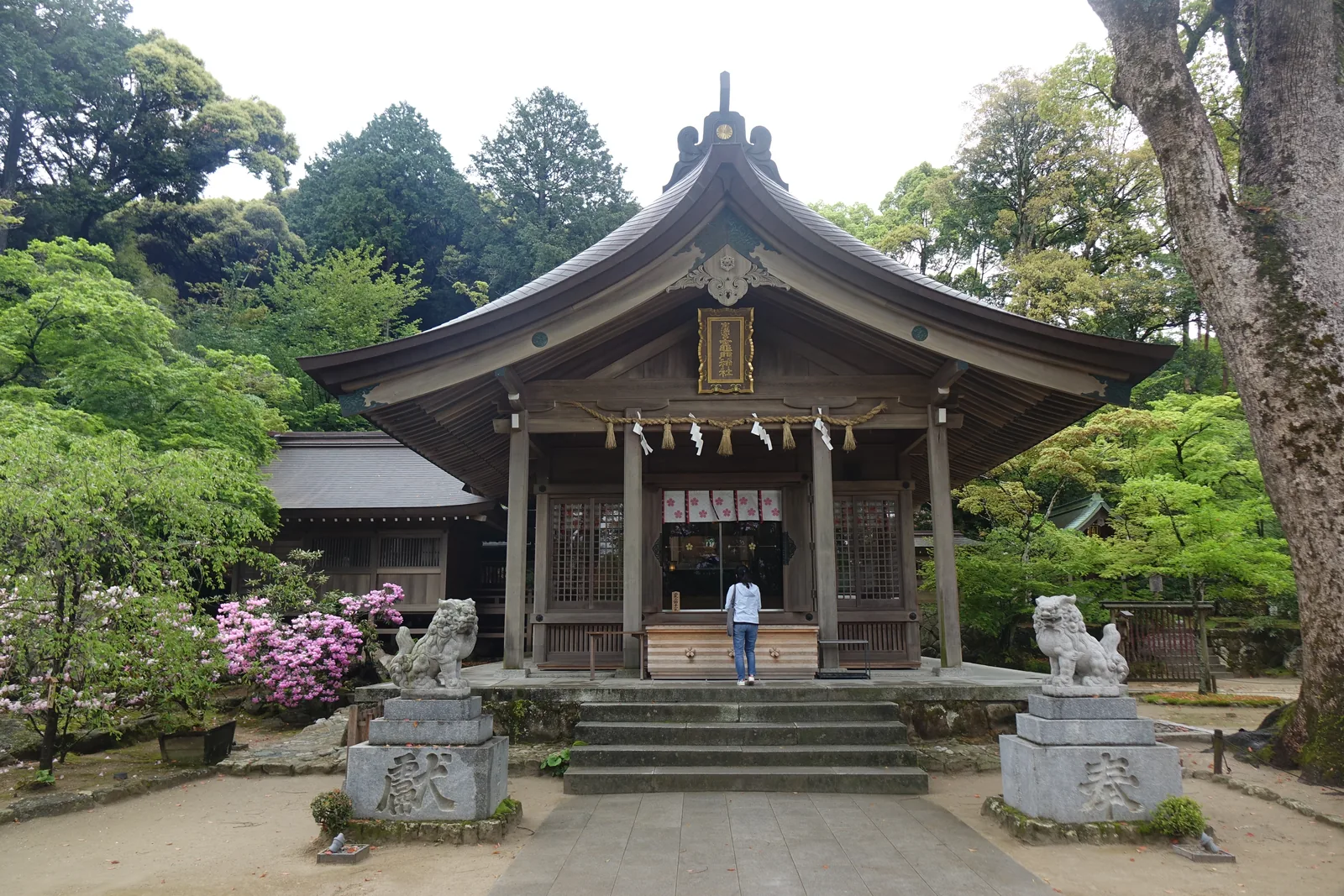 寶滿宮竈門神社的拜殿正面，扁額金框黑底，兩側石燈籠與狛犬，左方石楠花盛開