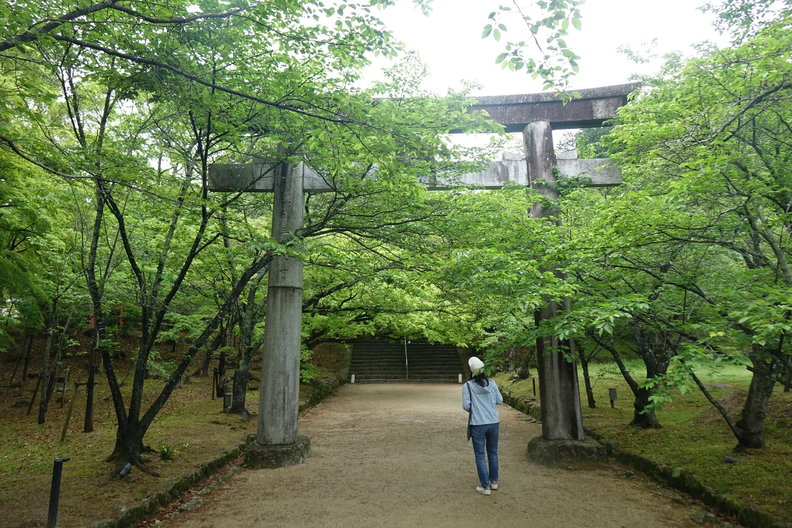 石造的明神鳥居立在土參道上，兩側是新綠的楓樹