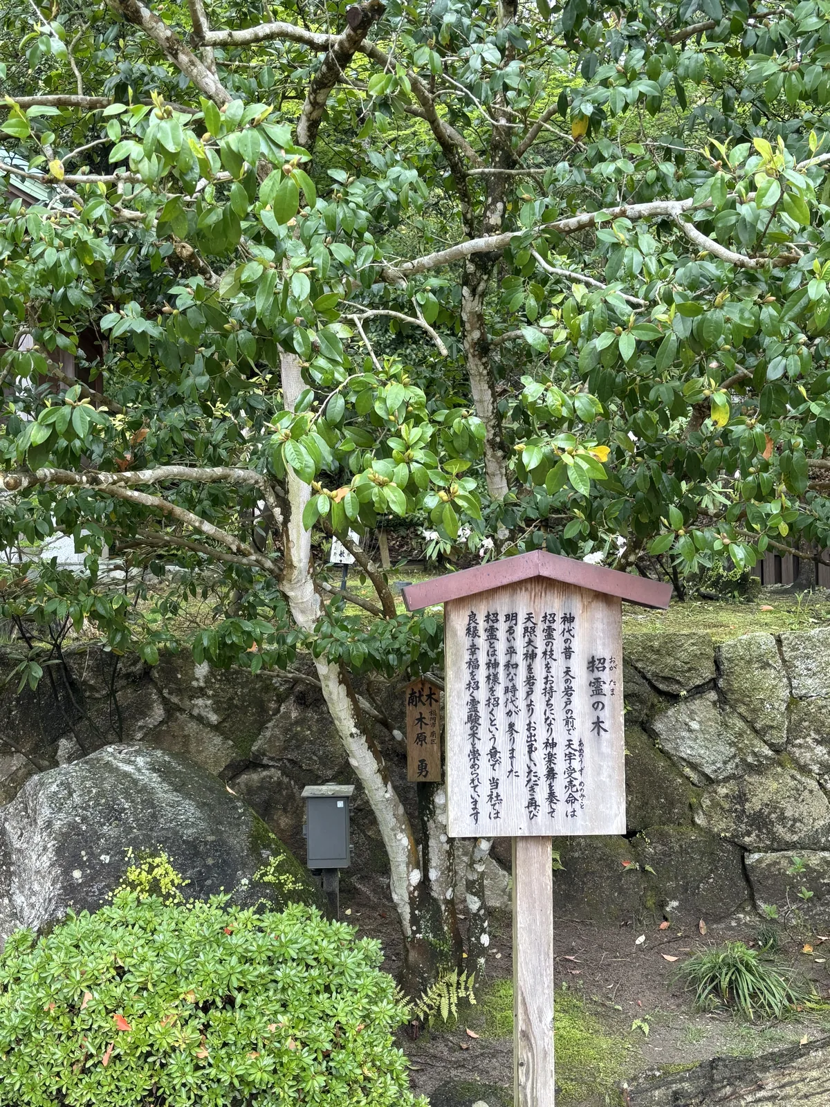 招霊の木與立牌，樹旁另掛著獻木者的小木牌