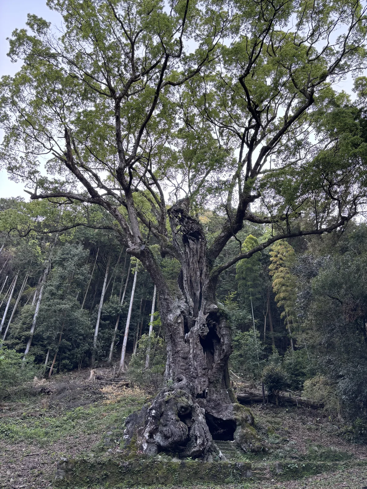 巨大的樟樹，樹幹底部塊狀糾結並張開一個洞，上方枝條四散，背景是竹林與斜坡