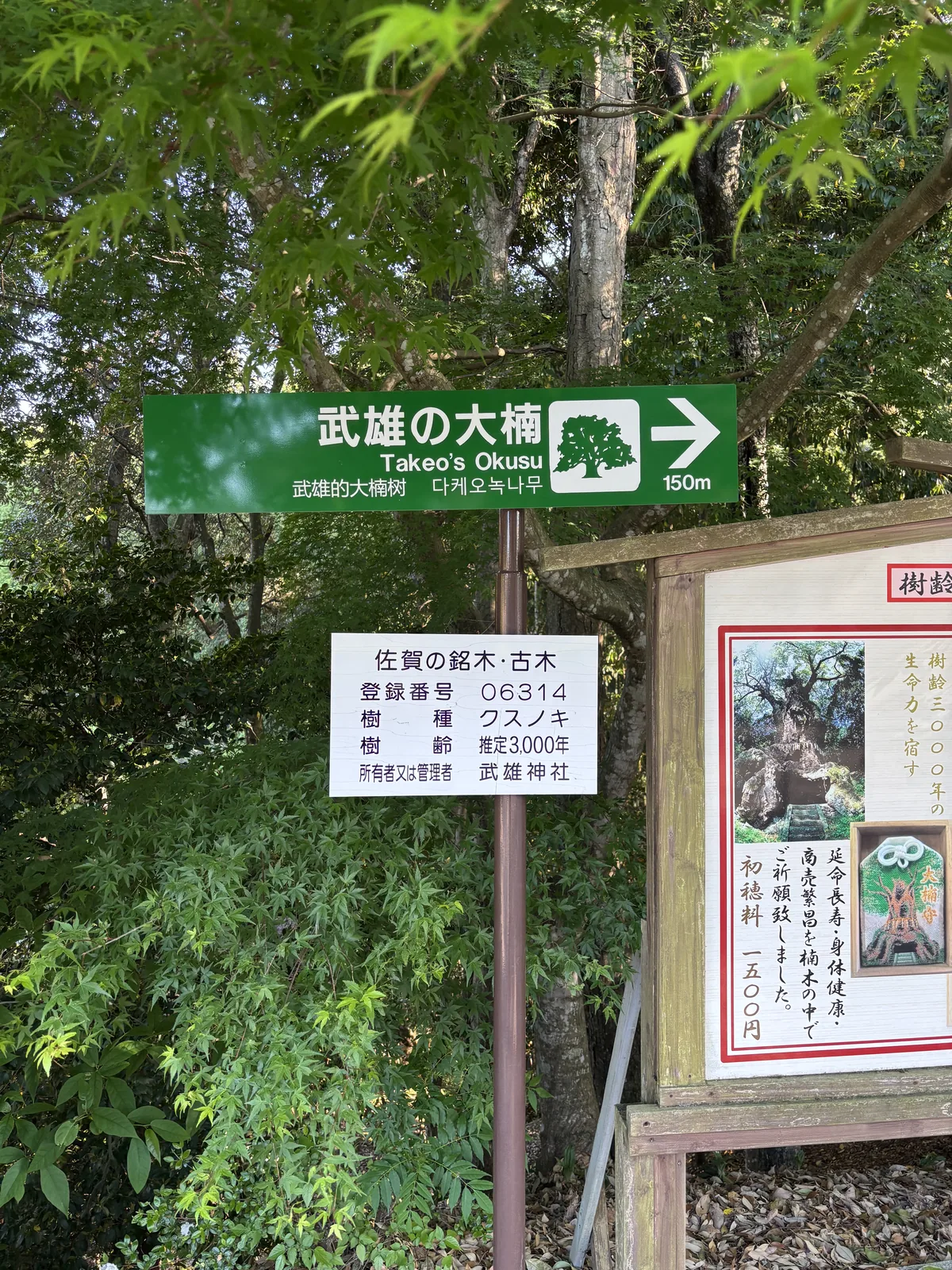 綠色指示牌寫「武雄の大楠 Takeo's Okusu 150m」，旁邊是佐賀的銘木古木標示牌