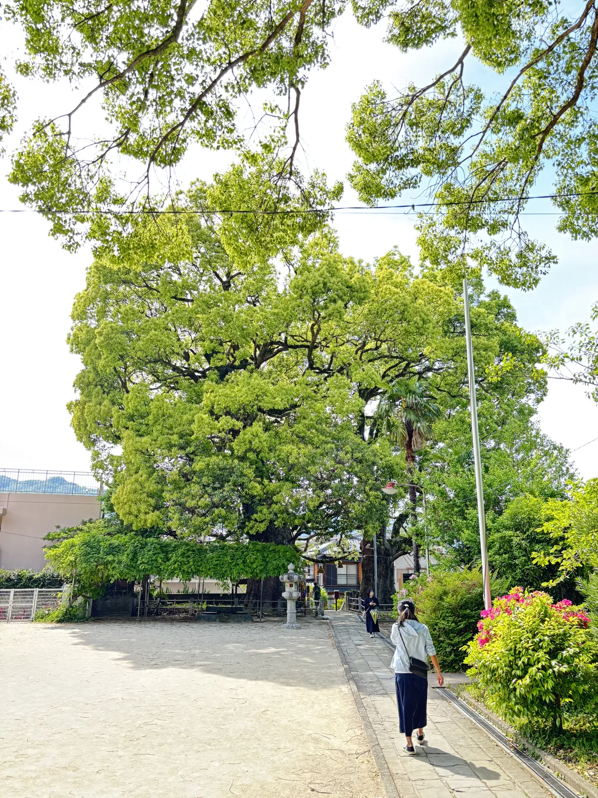 山王神社境內，大樟樹的樹冠罩住院子左半，右側是通往社殿的參道