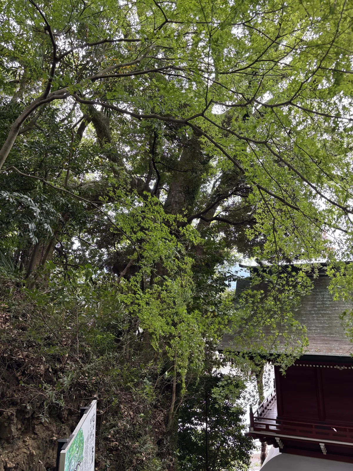伊萬里神社樓門旁的大楠，樹冠幾乎蓋住樓門的瓦屋頂，枝條垂到屋簷上