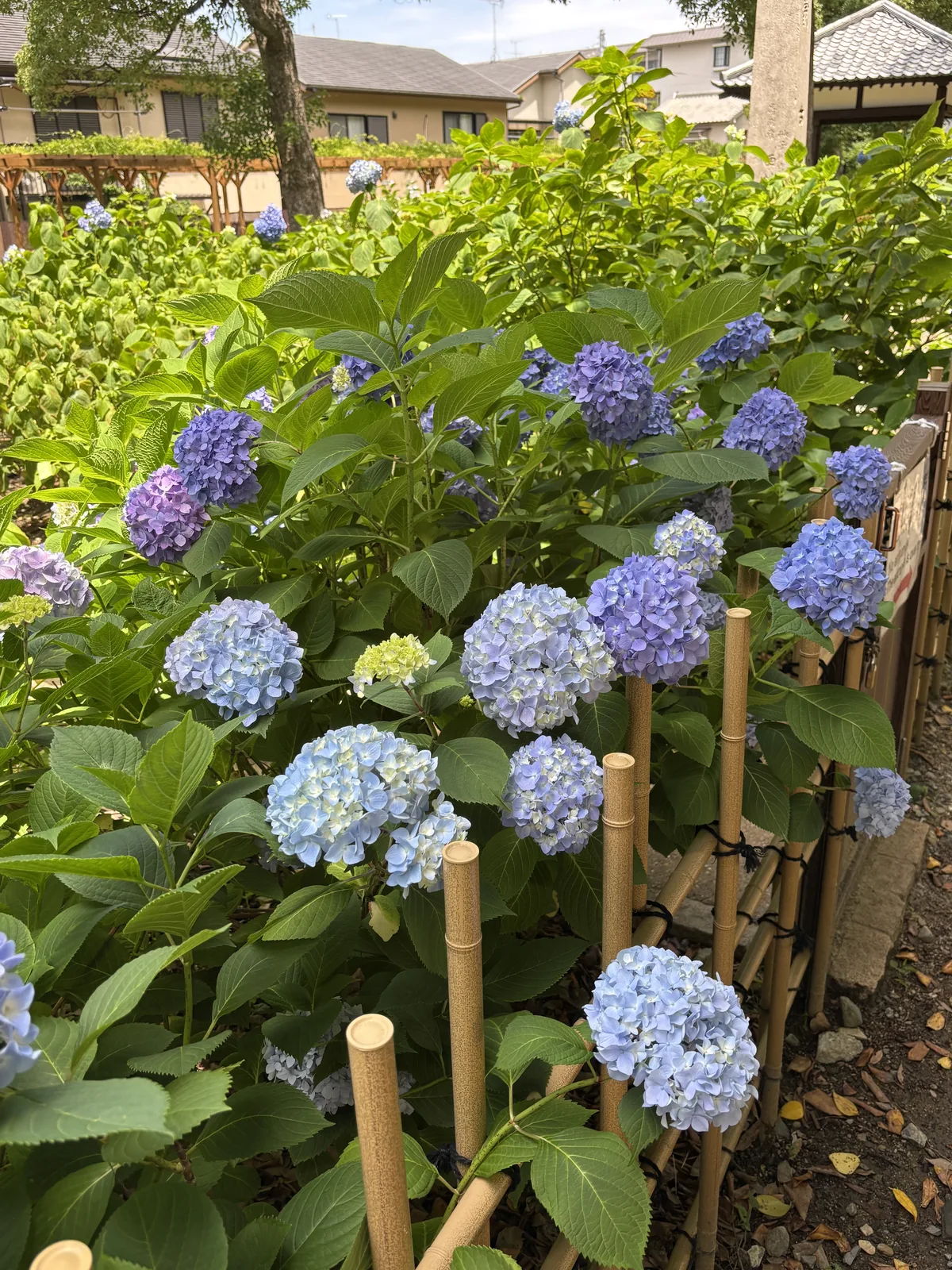 紫陽花苑，藍紫色的花球與竹柵，背後是深草的民家