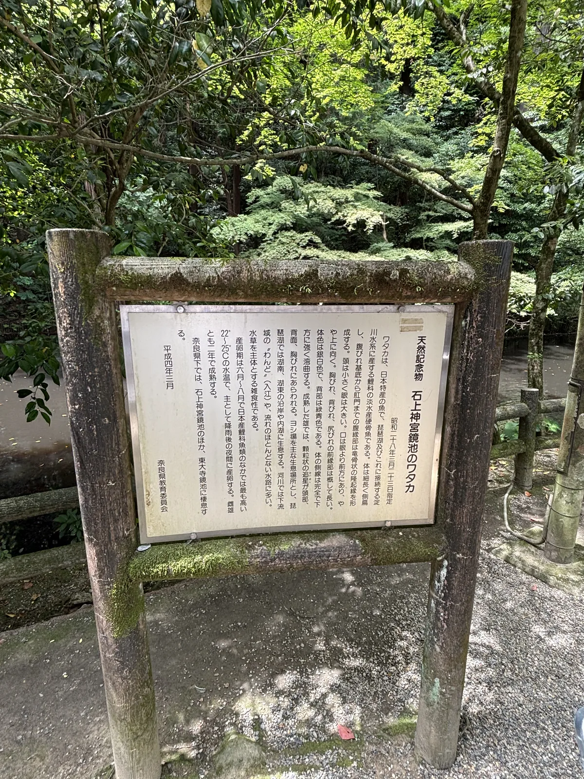 天然記念物「石上神宮鏡池のワタカ」說明板