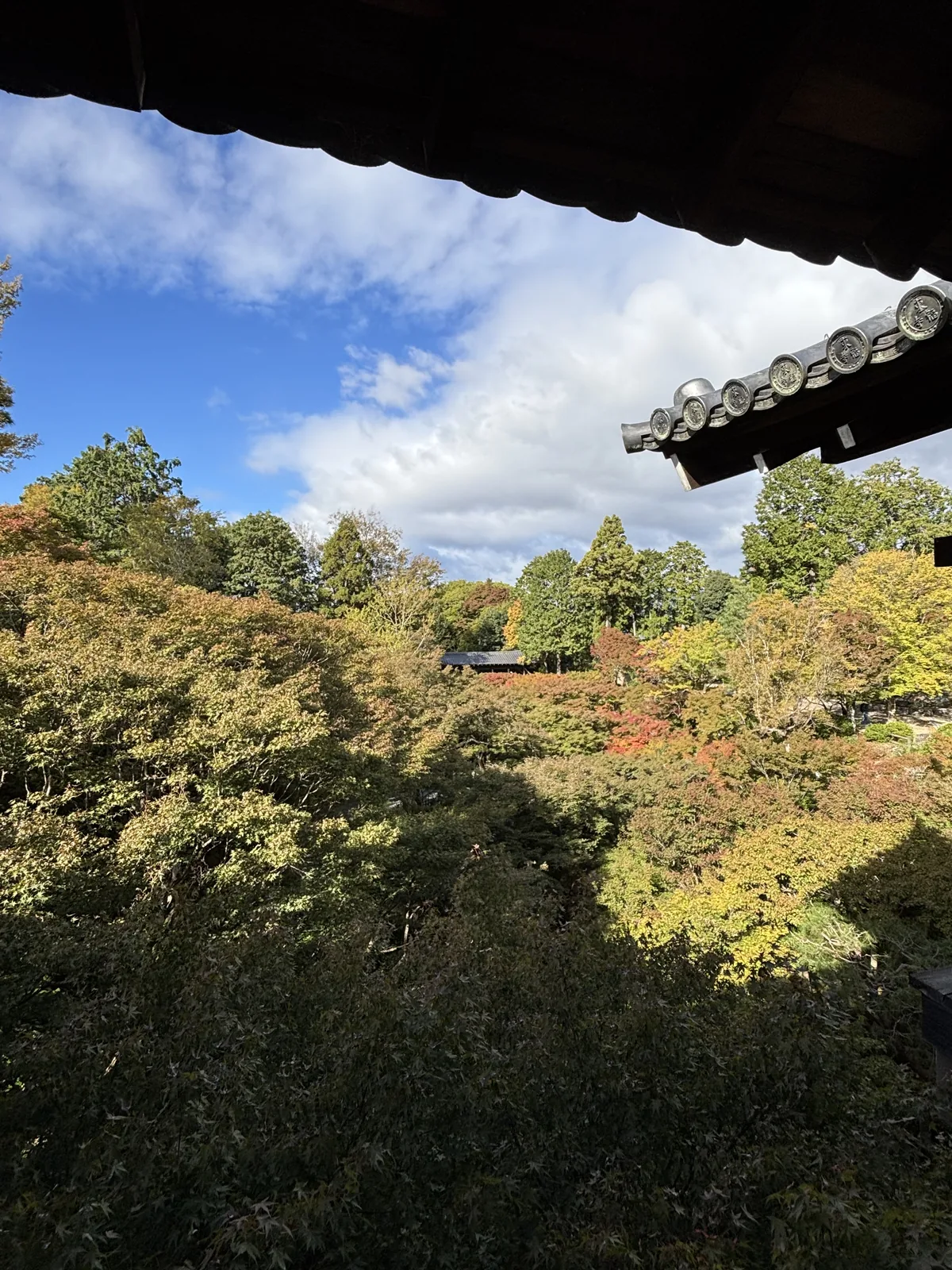從東福寺臥雲橋望洗玉澗：滿谷的楓樹還是黃綠色，只有局部轉紅，谷的另一頭橫著一道深色的屋頂，那是通天橋