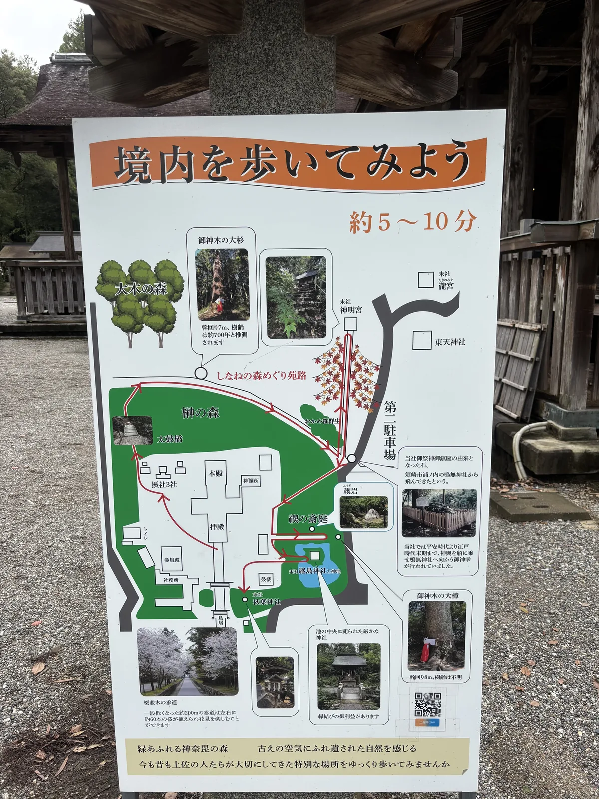 〈境内を歩いてみよう〉，社方製作，標「約 5〜10 分」。可讀出大杉「幹回り 7 m、樹齢は約 700 年」、大樟「幹回り 8 m、樹齢は不明」、桜並木の参道「一段低くなった約 200 m」「約 60 本」；一則說明框寫「当社御祭神御鎮座の由来となった石。須崎市浦ノ内の鳴無神社から飛んできたという」，另一則寫「当社では平安時代より江戸時代末期まで、神輿を船に乗せ鳴無神社へ向かう御神幸が行われていました」（自平安時代到江戶末期，把神輿放上船前往鳴無神社行御神幸）。