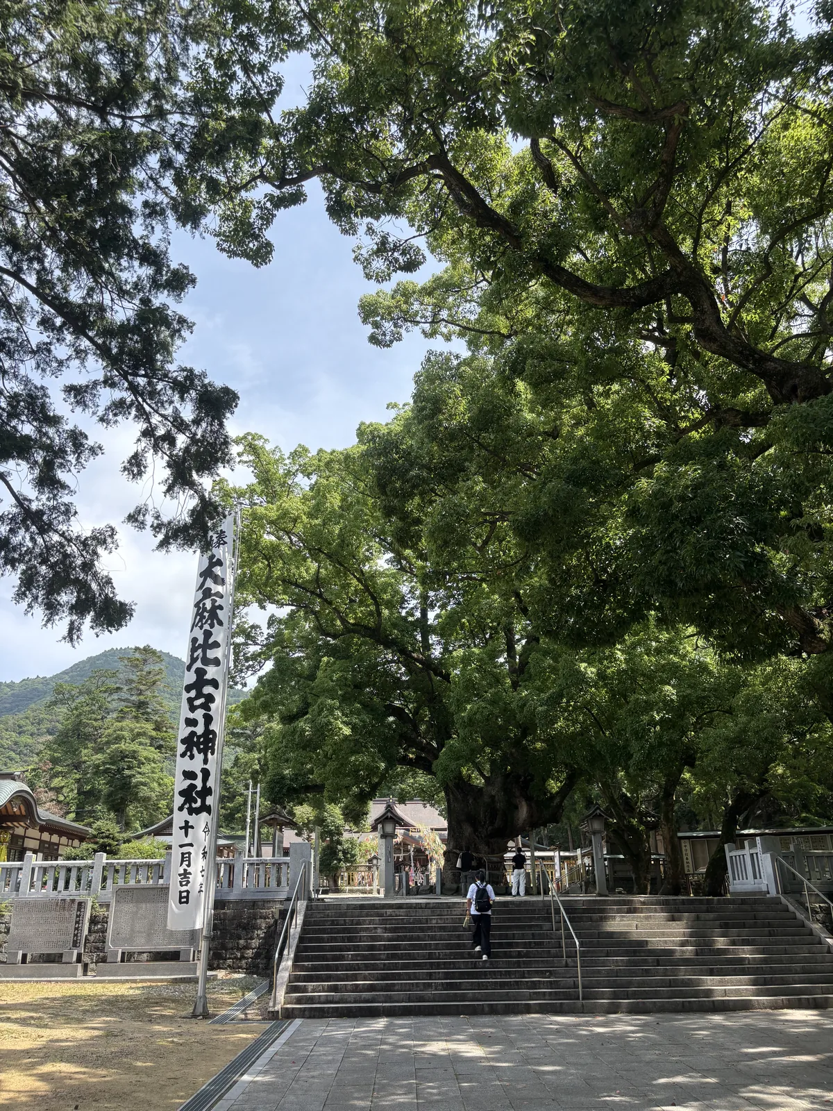 大麻比古神社參道邊的白色幟旗，後方是大楠的樹冠與通往社殿的石階