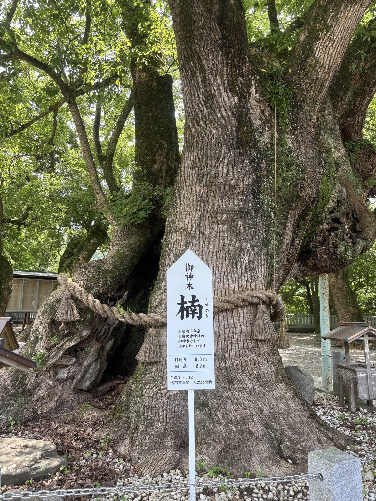 大麻比古神社的御神木大楠：現地木牌寫著樹齡約千年餘、目通八點三公尺、樹高二十二公尺，樹幹基部裂開一道大縫，注連繩繞在裂口上方