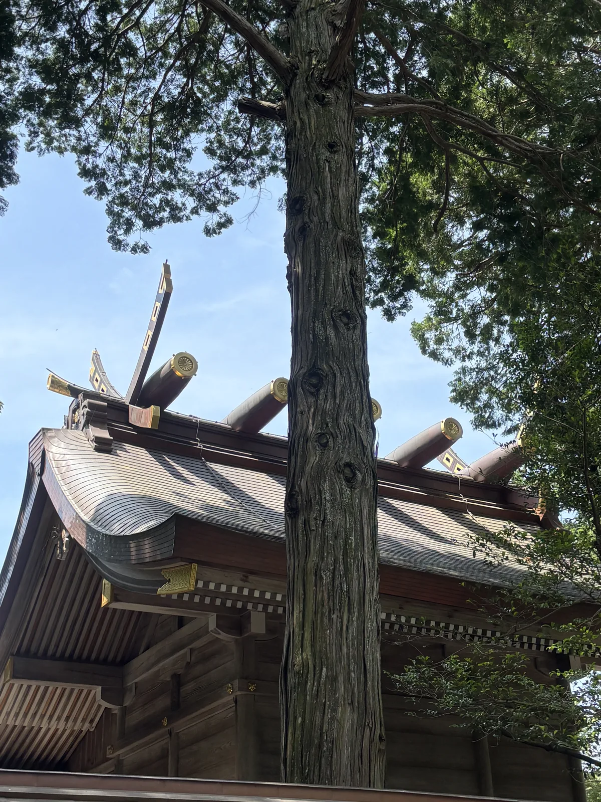 大麻比古神社本殿屋頂的千木與鰹木，金屬包頭；前景是一根筆直的杉幹，令和四年換上的銅板屋頂還是暗紅色