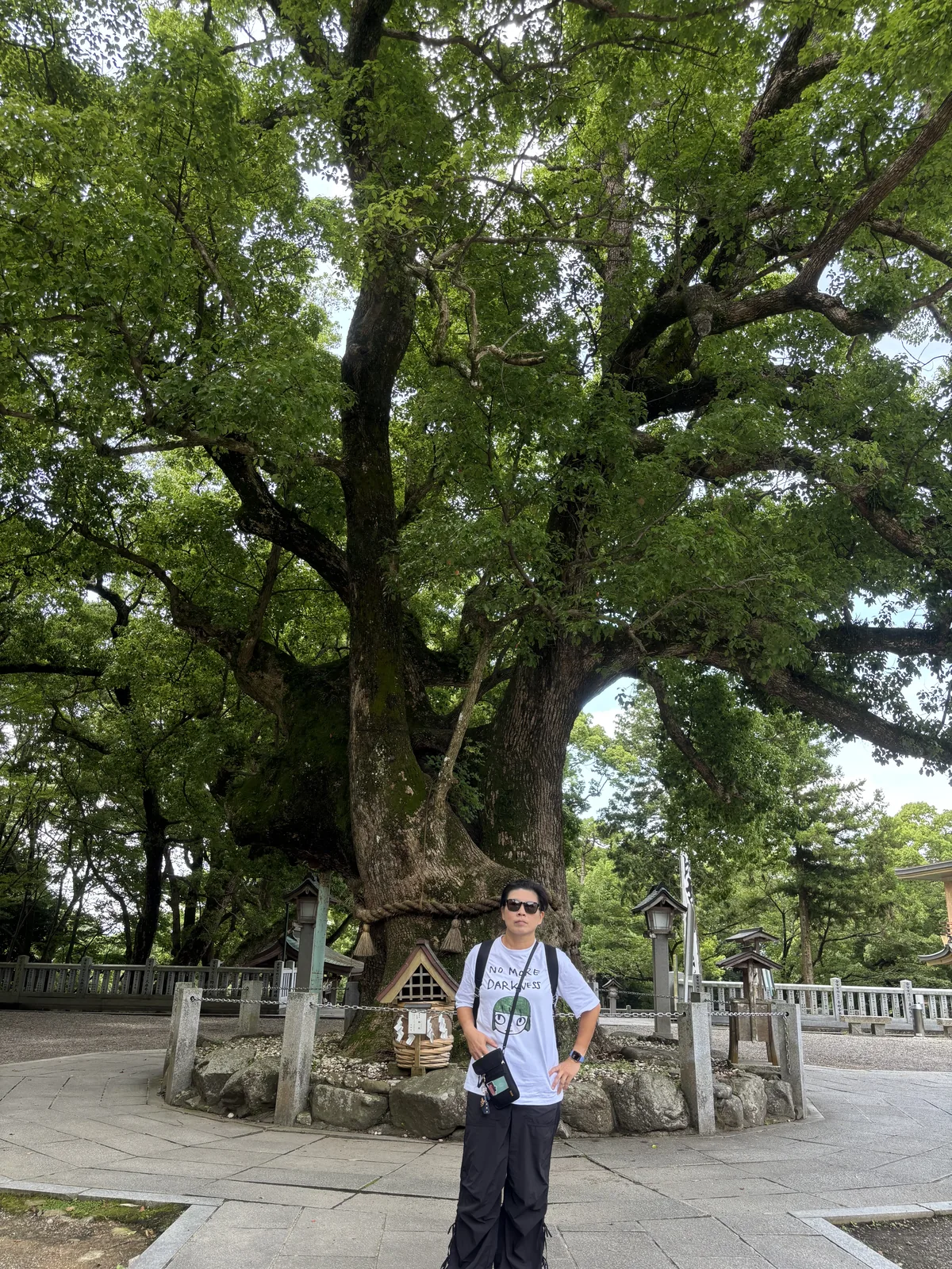 站在大麻比古神社的大楠底下往上看：樹冠張開幾乎蓋滿畫面，人只到樹幹的三分之一高