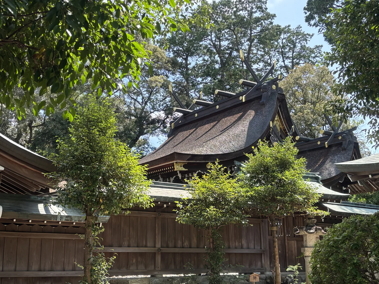 伊太祈曾神社本殿與脇殿的屋頂在樹叢間露出來：檜皮的邊緣被日光切成一條亮線
