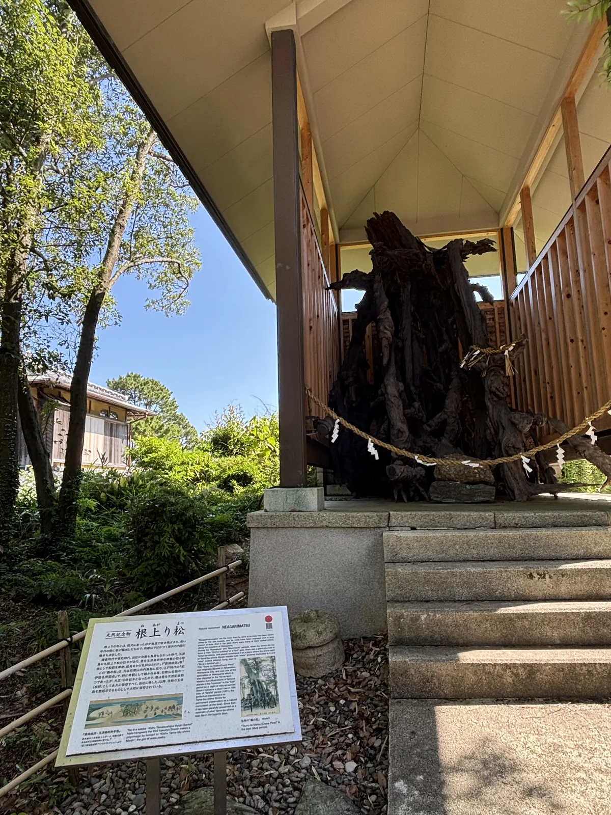 根上り松。現代的帳篷式覆屋底下，一團巨大的枯根，身上纏著注連繩（標示神域的稻草繩）；前面是石階與那塊天然記念物的金屬板。這株「鶴の松」原本在和歌山市內的高松，大正十年枯死後被移到這裡。