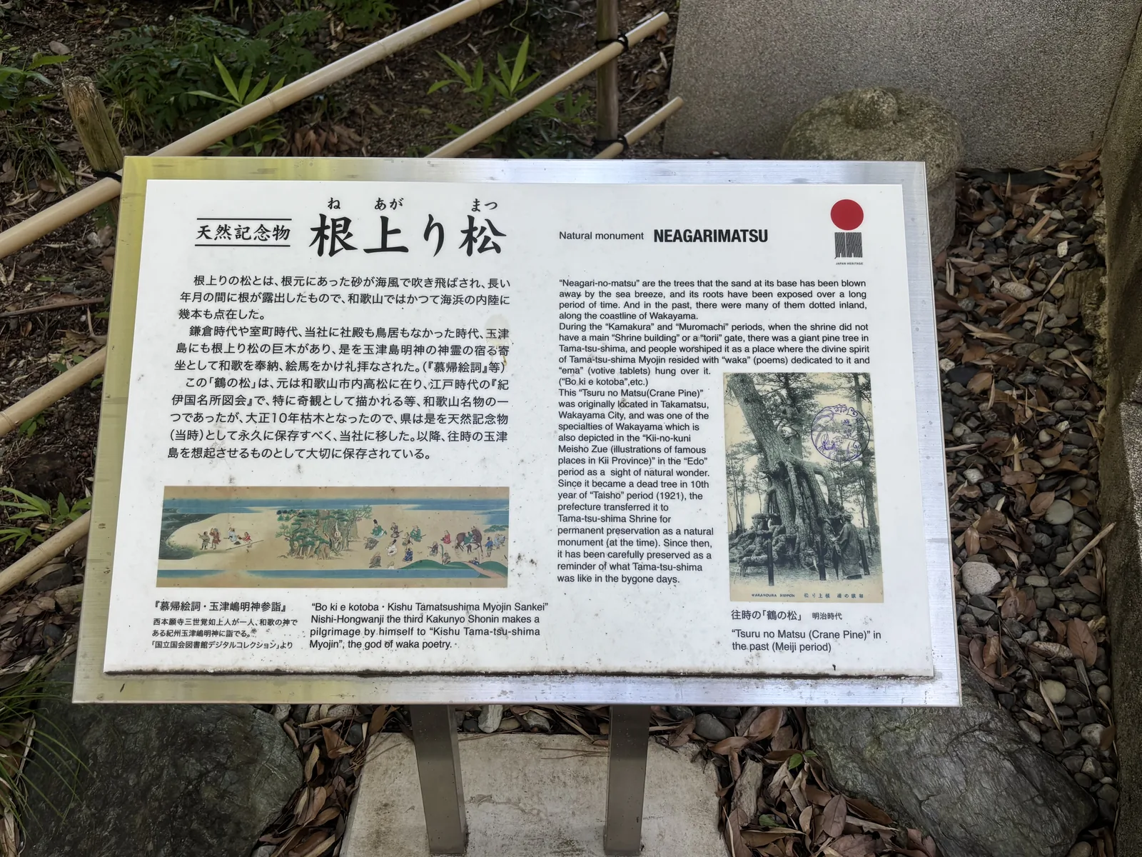 日英對照、附日本遺產標章。記根上り松的成因是「根元にあった砂が海風で吹き飛ばされ、長い年月の間に根が露出したもの」；並記鎌倉・室町時代「当社に社殿も鳥居もなかった時代」，人們以根上り松的巨木為玉津島明神的寄坐，奉納和歌、掛繪馬禮拜。圖版兩張：《慕帰絵詞・玉津嶋明神参詣》與明治時代「鶴の松」的明信片。