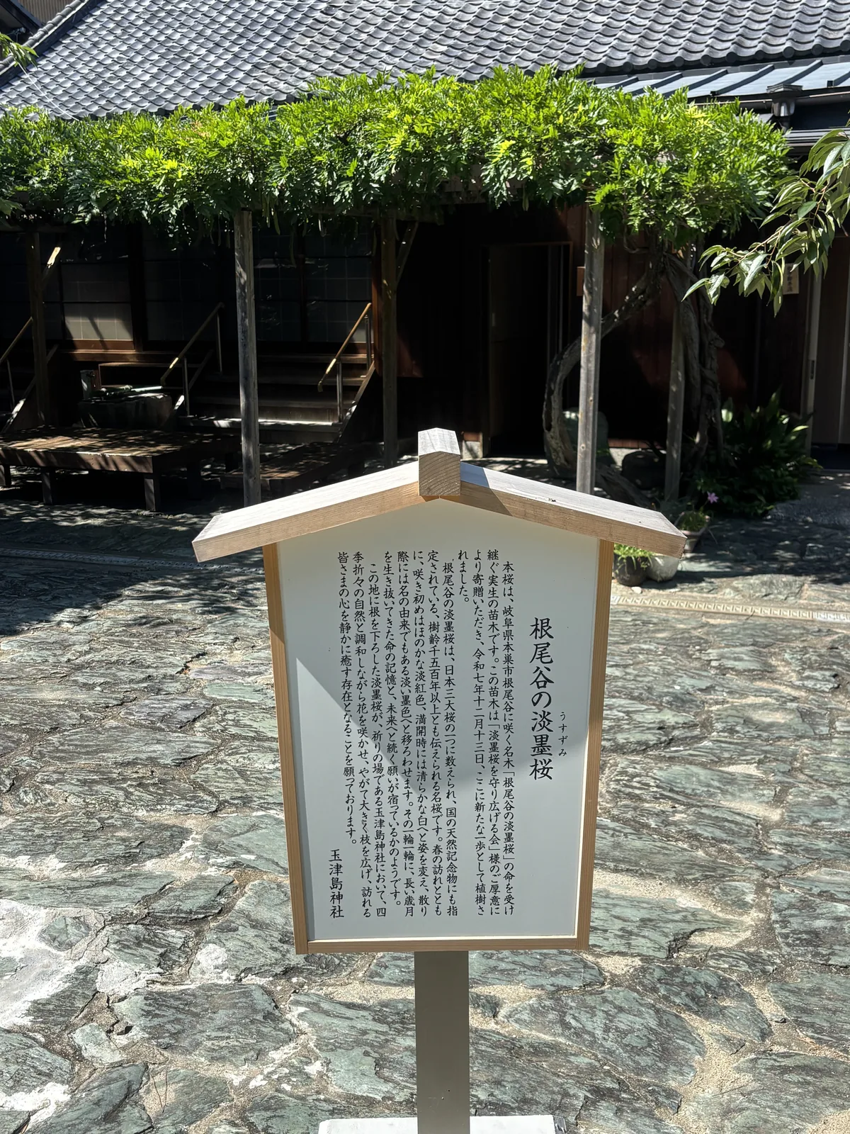全新的木製小立牌，落款玉津島神社。記本櫻是岐阜縣本巢市根尾谷「根尾谷の淡墨桜」的實生苗，由「淡墨桜を守り広げる会」寄贈，令和七年十二月十三日植樹；母樹傳為樹齡一千五百年以上、國之天然記念物。背後是社務所與一大棚藤。