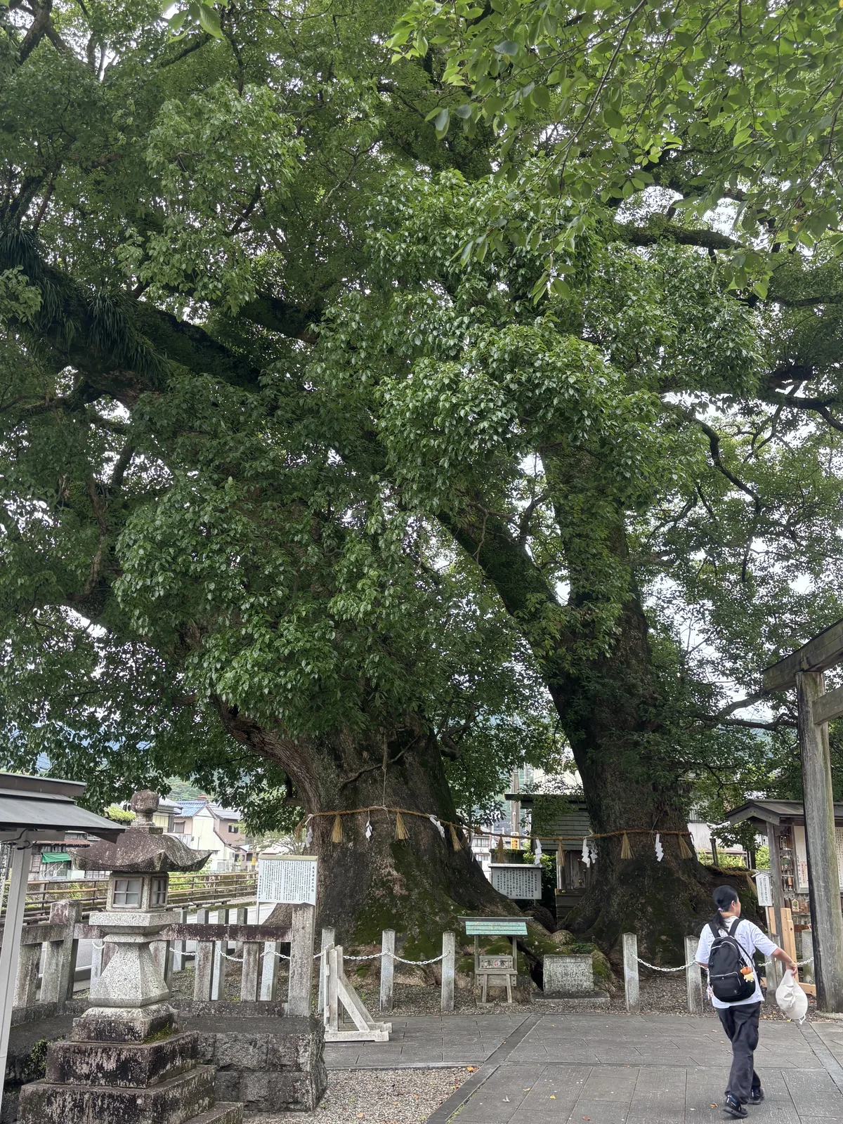 參道上的大楠。多股的巨大樹幹從碎石地裡站起來，腰上一圈注連繩（標示神域的稻草繩）垂著紙垂，樹冠把整條參道蓋住。右側是市教育委員會的說明板，後方是市街的屋頂與山。當天在下雨。