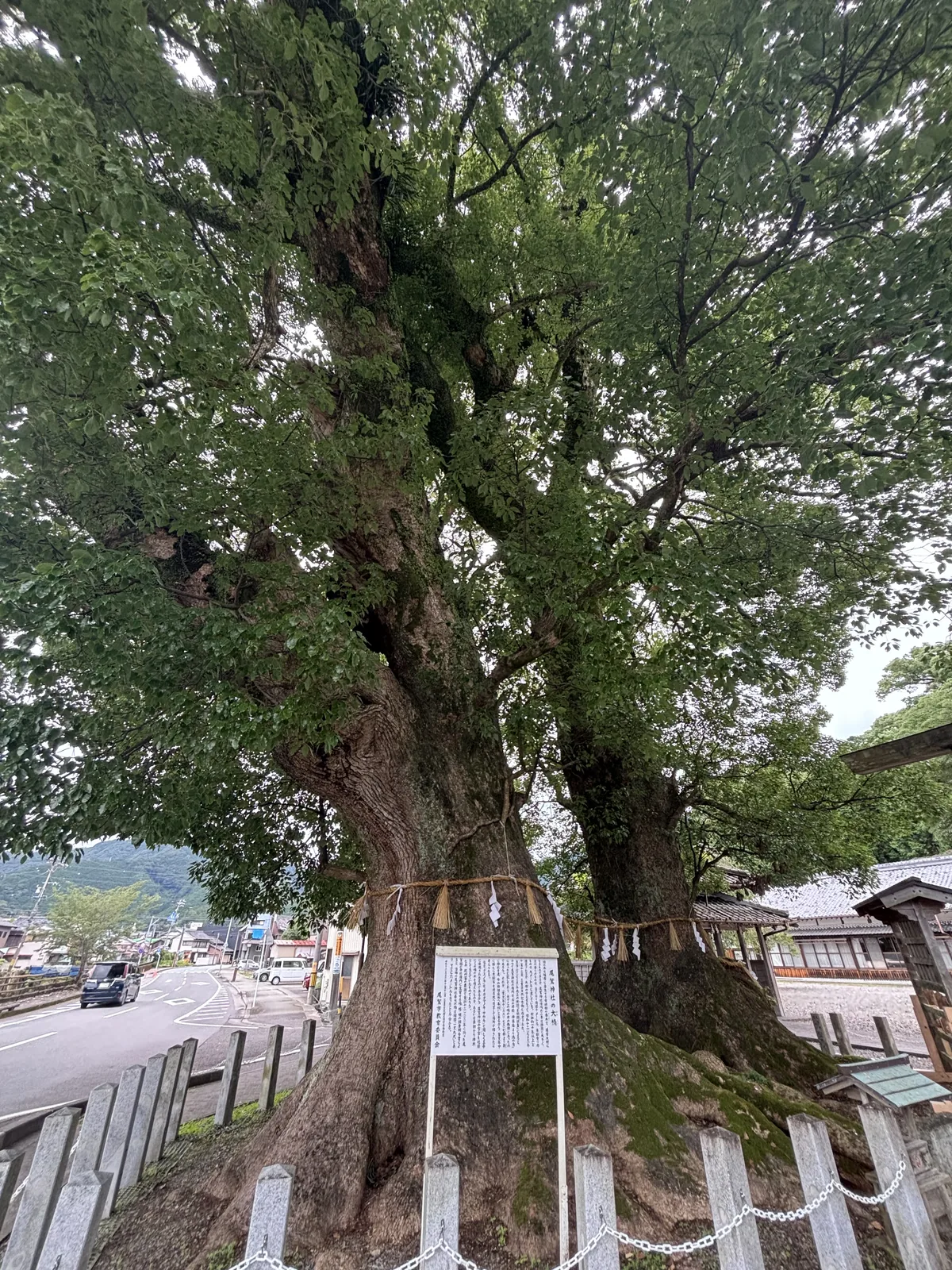 從馬路那一側拍。樹幹貼著車道站著，前面是白色說明板與木柵，注連繩橫過樹身。神社與縣道之間沒有緩衝。