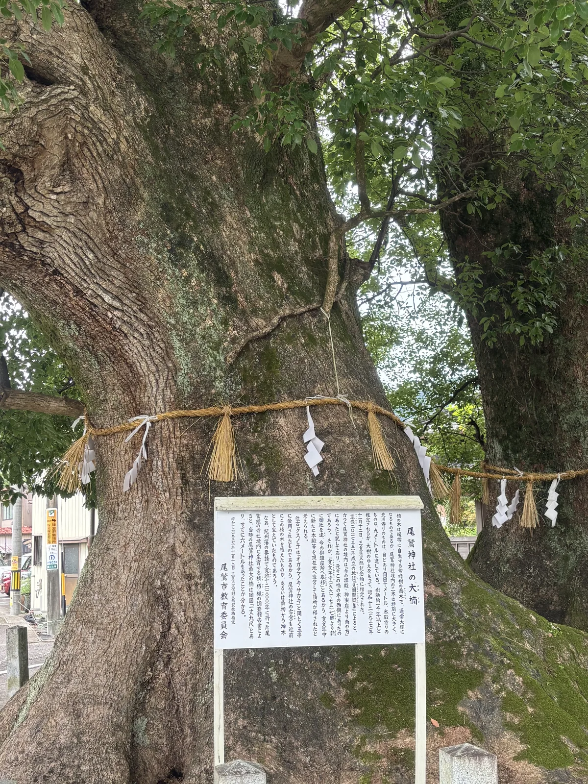 尾鷲市教育委員會立。記境內二本「北川寄りのものは、目どおり周囲十メートル、本殿寄りのものは、九メートル」，昭和十二年（一九三七）十一月十二日指定為三重縣天然紀念物；並引享保二十年（一七三五）成立的地誌與寬政十二年（一八〇〇）紀州藩的楠・栢・槻調查報告——當時最大的一棵周長「一丈九尺」，已有六公尺。