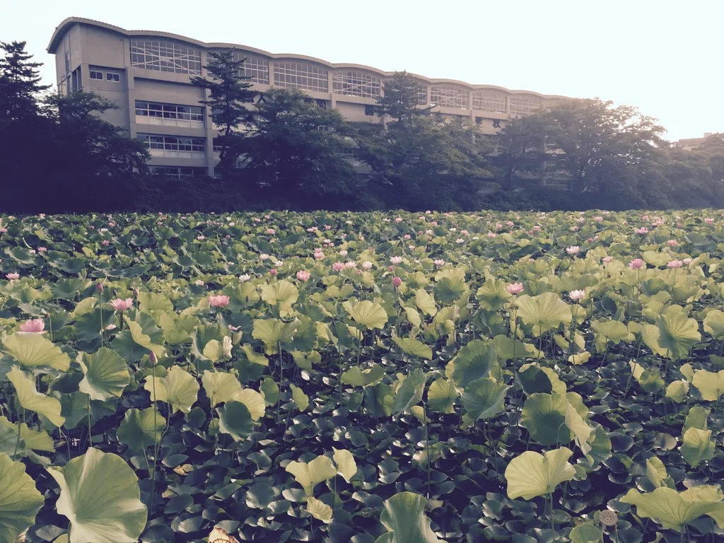 千秋公園外堀中密生的蓮葉與淡紅色的蓮花，後方是堀岸的樹林與一棟多層建築