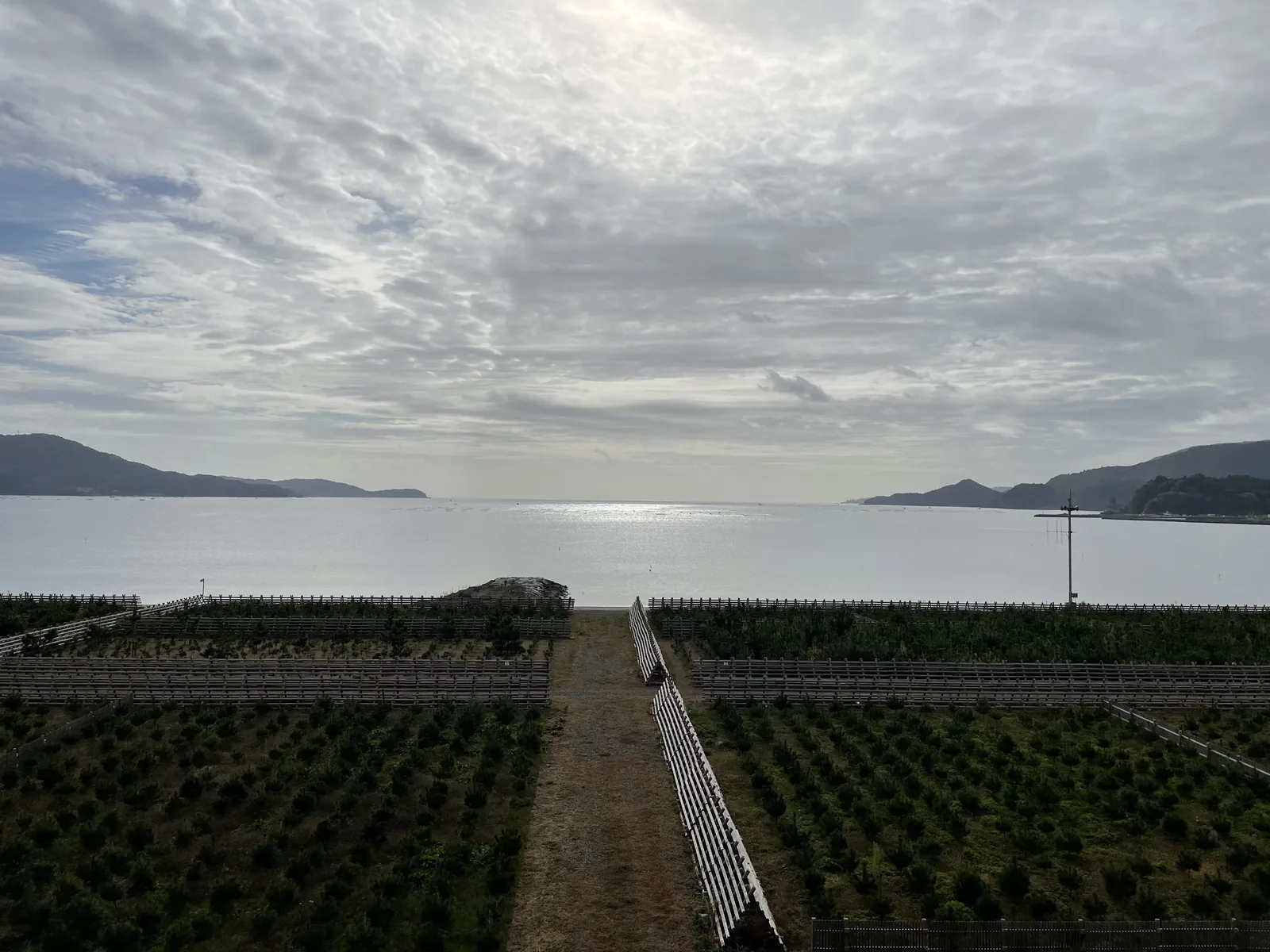 堤外重新植林的松林與通往海灘的步道