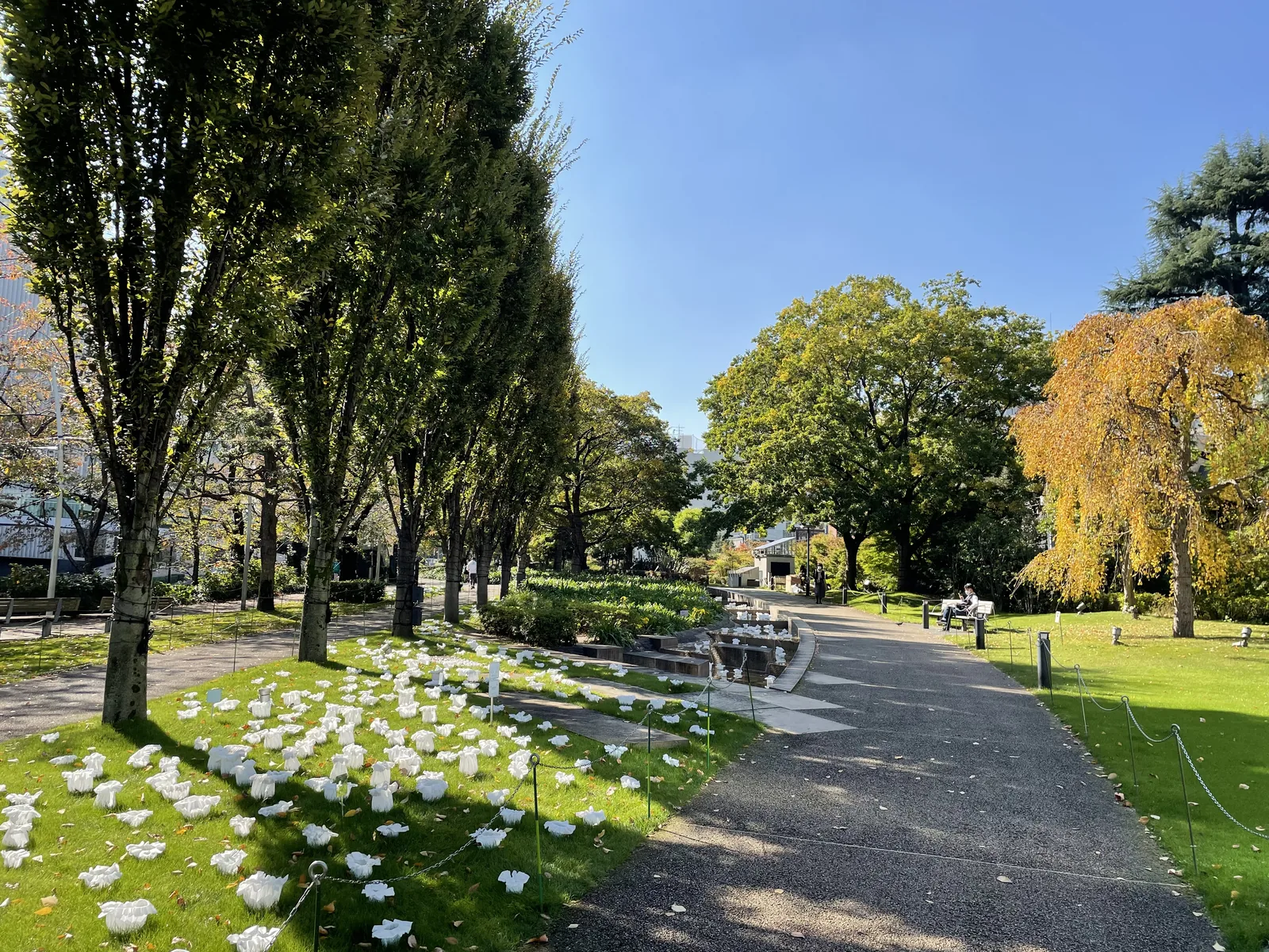檜町公園的步道，左側是一排高大的樹與草坪，草坪上放置著許多白色的小型裝置，右側遠處是一棵正值黃葉的樹與成片的綠樹