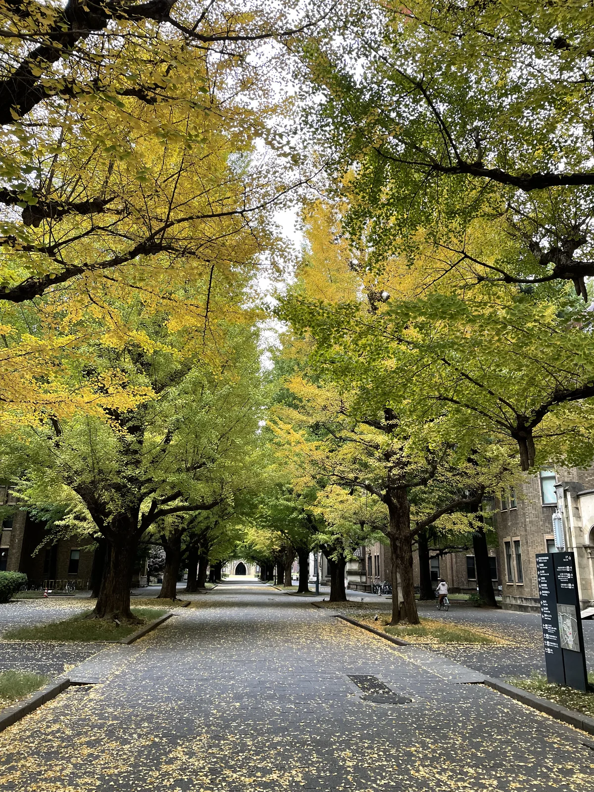 自銀杏樹下仰望，黃綠相間的銀杏枝葉覆蓋道路上方，樹幹兩側是落滿黃葉的路面與磚造校舍，遠處道路的盡頭有一個尖拱