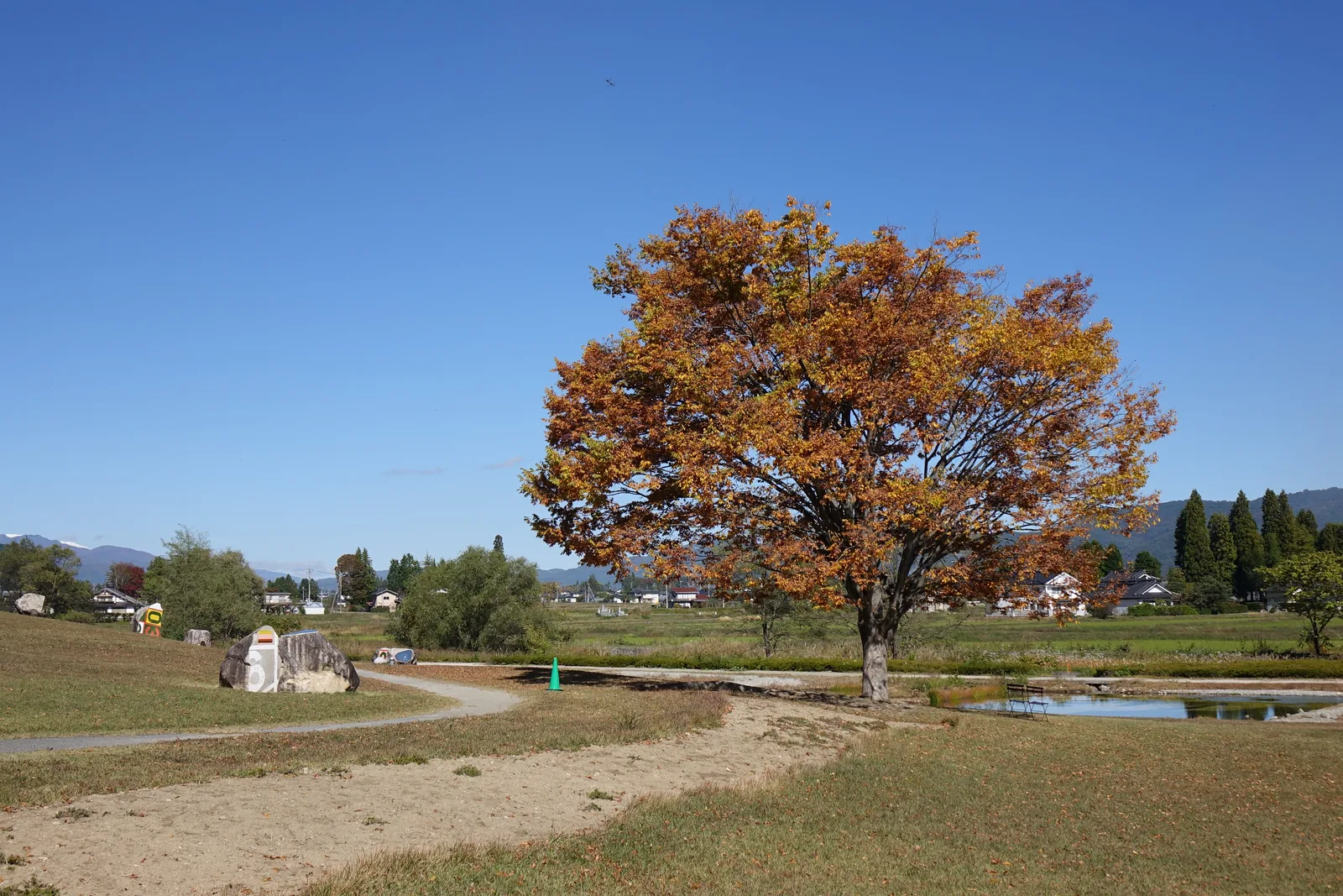 公園中的一棵大樹，葉片轉為橙紅色，立在一片草地中央，遠方是步道與低矮的建築