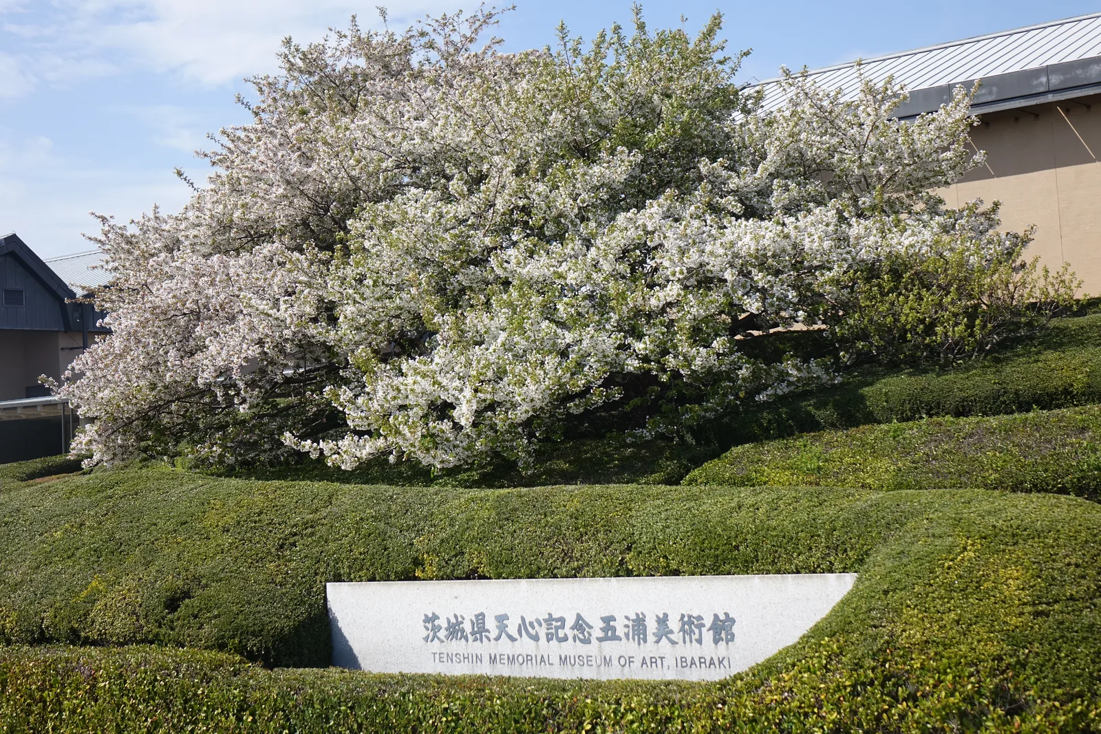 館前的館名石，低矮的灰白色石碑上刻著館名與英文館名，後方是修剪成波浪狀的灌木與一株盛開的白色櫻花，背景可見美術館的金屬屋頂