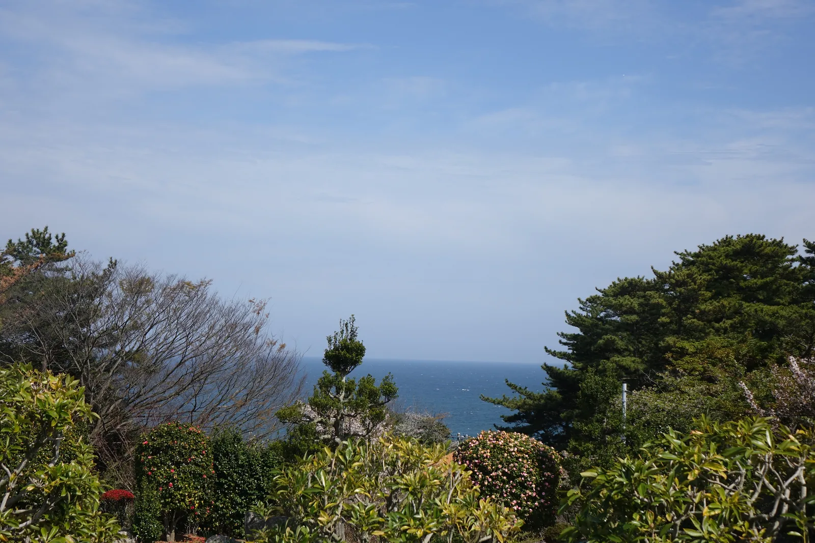自入口接近路望向東方，前景是山茶花與修剪過的灌木，中景是幾株松樹，樹間可見深藍色的太平洋與水平線