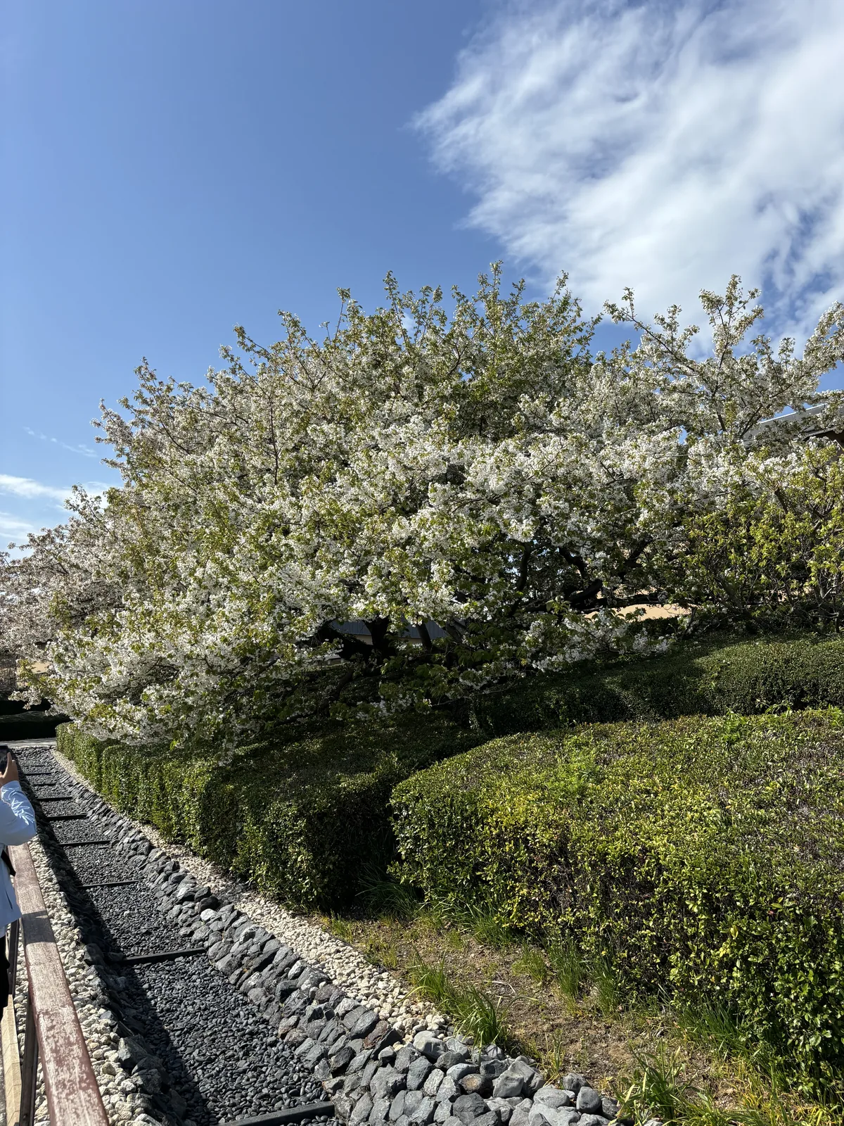 一條沿著步道的排水溝，溝內鋪著深灰色的扁平石塊，兩側以白色與灰色的卵石收邊，旁邊是木製扶手與修剪過的綠籬，上方是一株盛開的白色櫻花