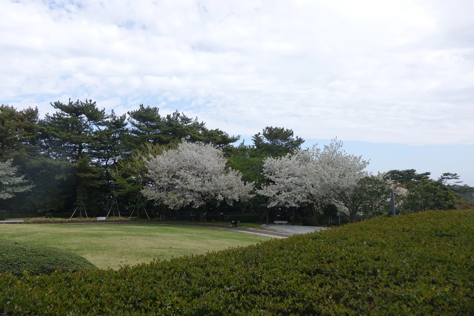 館區的草坪廣場，前景是修剪成緩丘狀的綠籬，中景是一片橢圓形的草地，後方是一排松樹與兩株盛開的白色櫻花