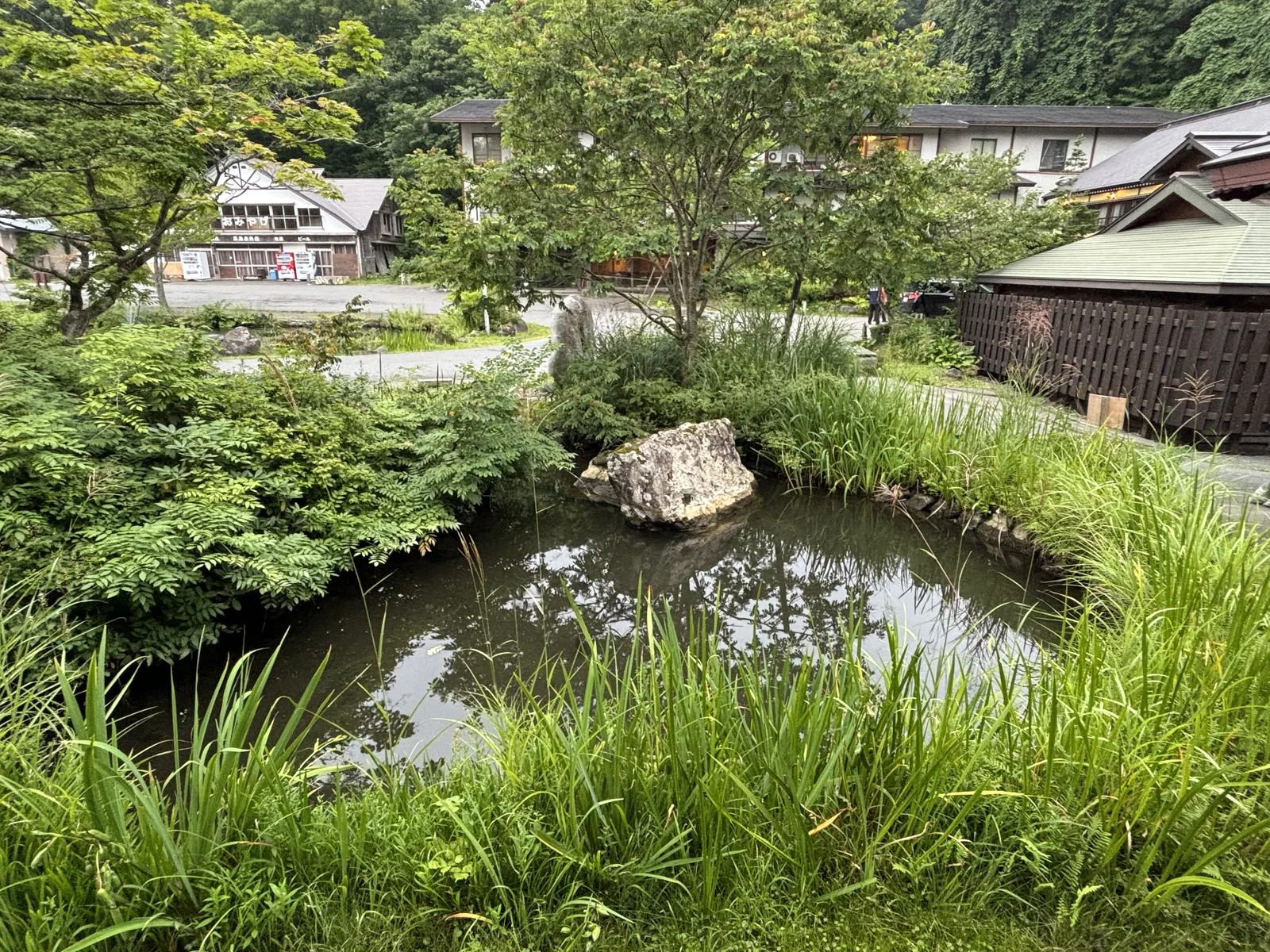 旅館庭園中的池塘，池中一塊白色巨石，池畔長滿菖蒲與芒草