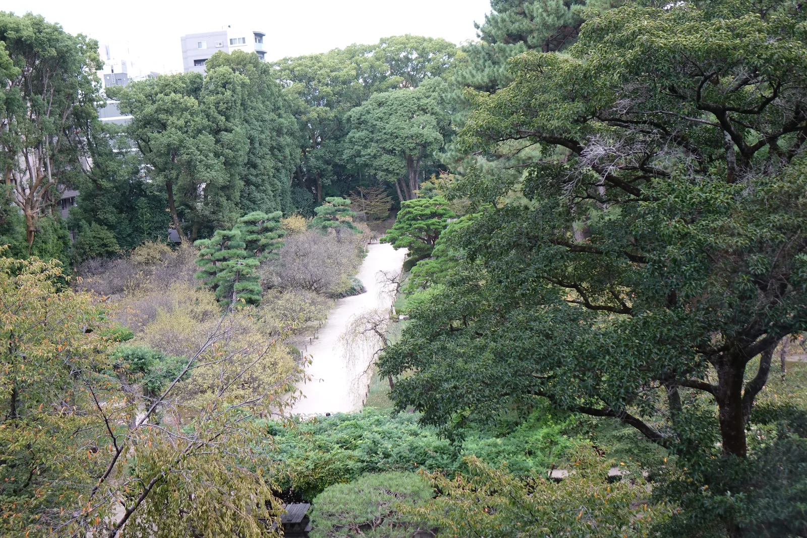 自三樓隔窗俯視縮景園，前景是松樹的枝葉，中景是庭園的池與一道白色的溪流般的水路，四周是茂密的樹林，遠方是市區的建築