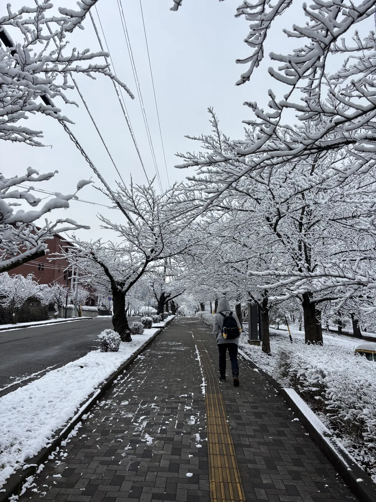 一條積雪的步道，兩側是覆雪的櫻花行道樹，枝條在步道上方交錯，左側是車道，一位行人背著背包沿步道走向遠方
