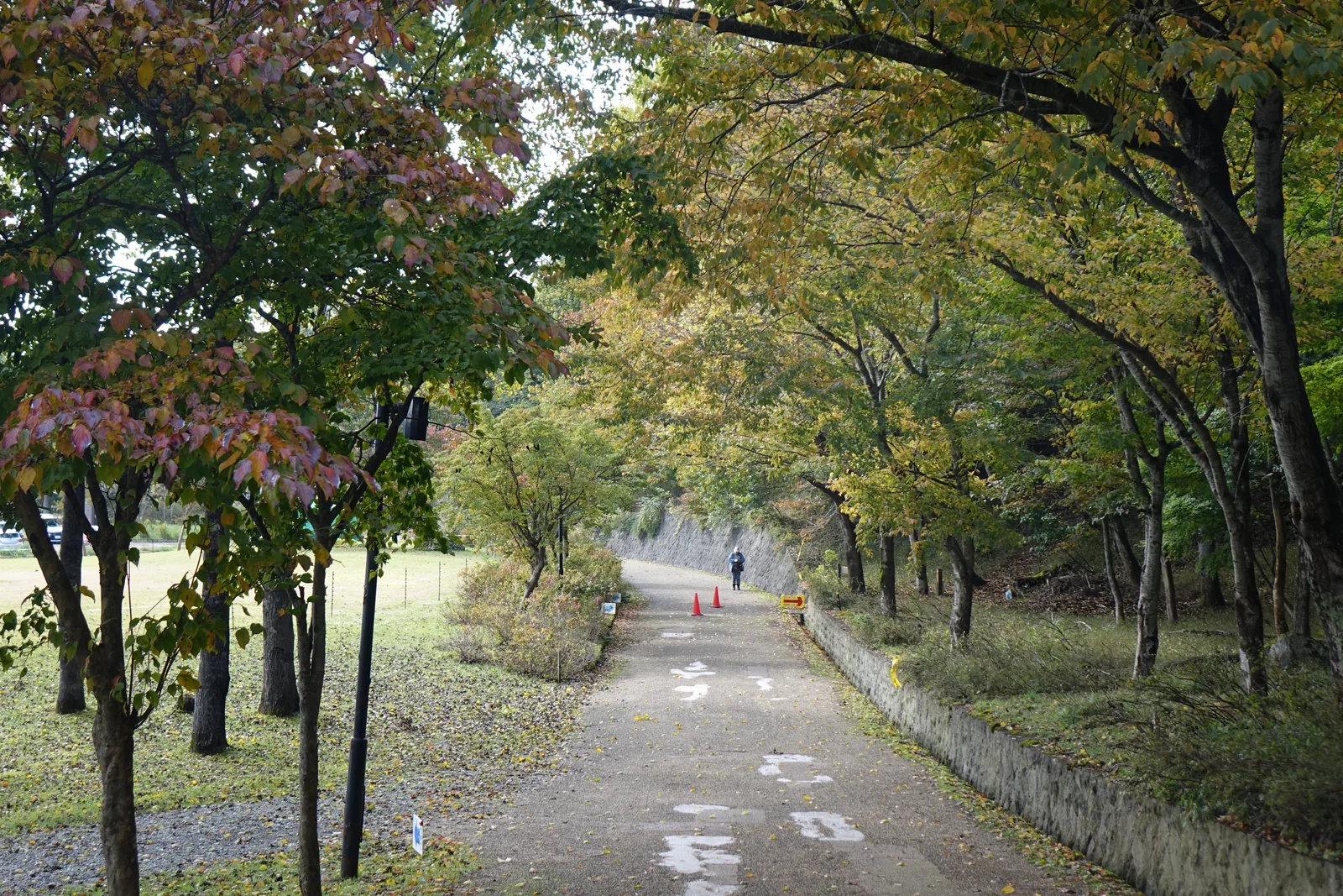 兔和野高原的散步道，一條鋪面的小路兩側是落葉樹的行道樹，左側是草地與路燈，右側是一道低矮的石砌擋土牆，遠處有一位行人
