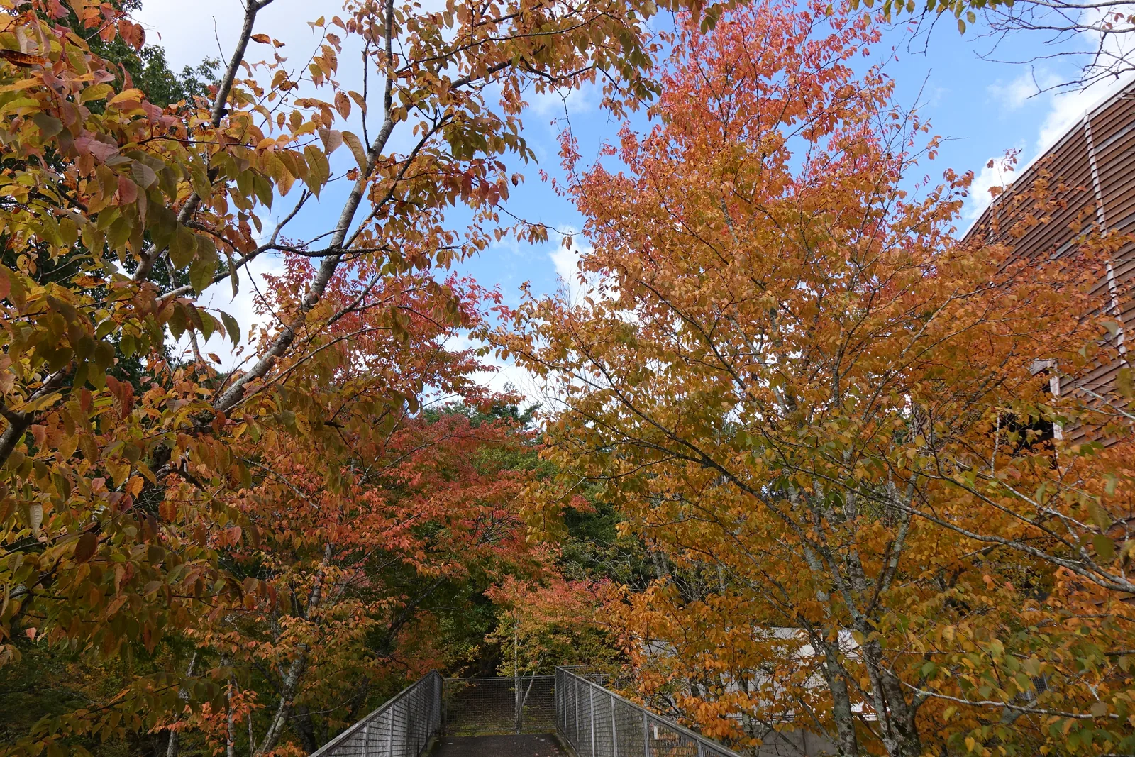 橋穿過紅葉的樹冠，兩側是金屬網欄杆，樹葉橙紅交雜，右上角露出圓筒的一角