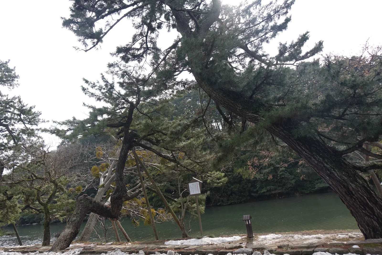 內堀邊的步道，數棵松樹的樹幹向水面斜伸，枝葉覆蓋在步道上方，對岸是城山的常綠樹林，地面殘留積雪